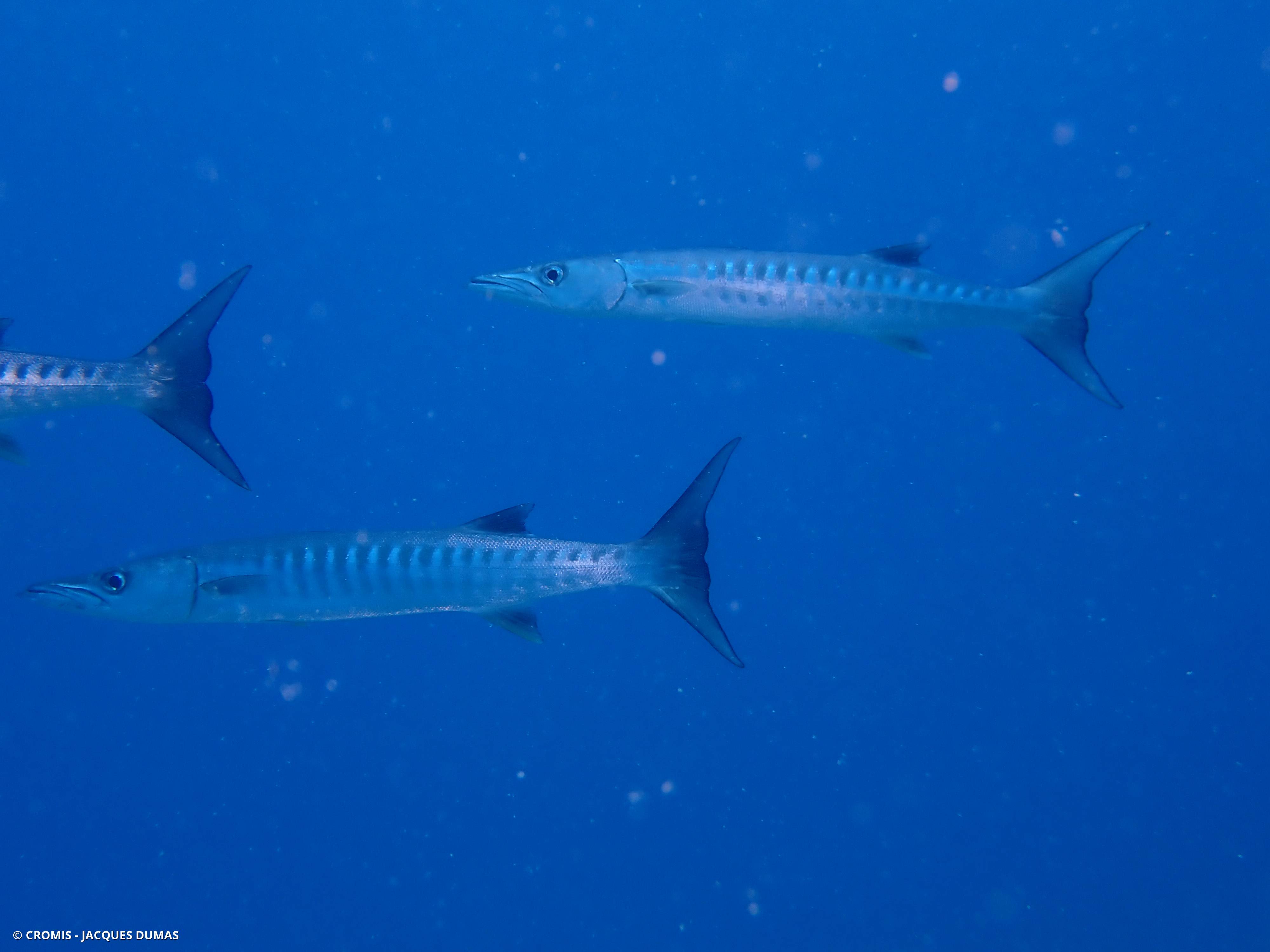 Barracuda à nageoires noires