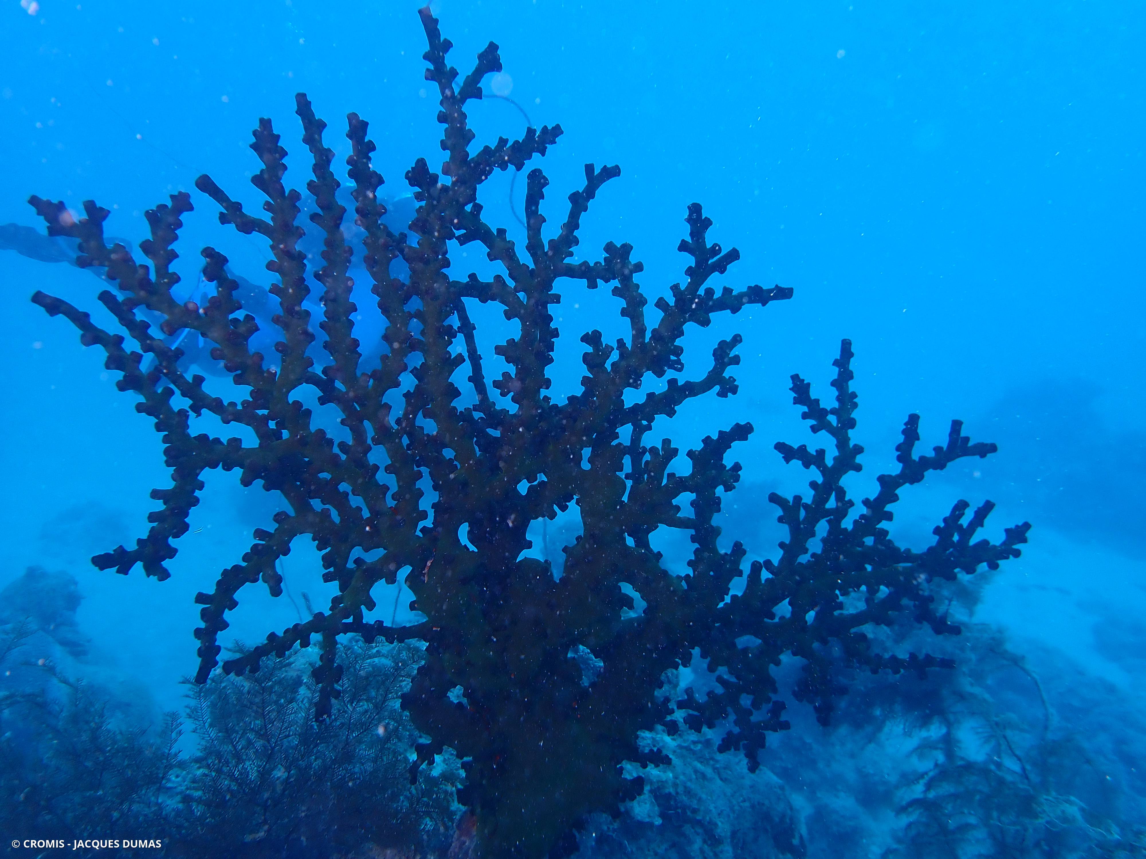 Tubastrée arborescente