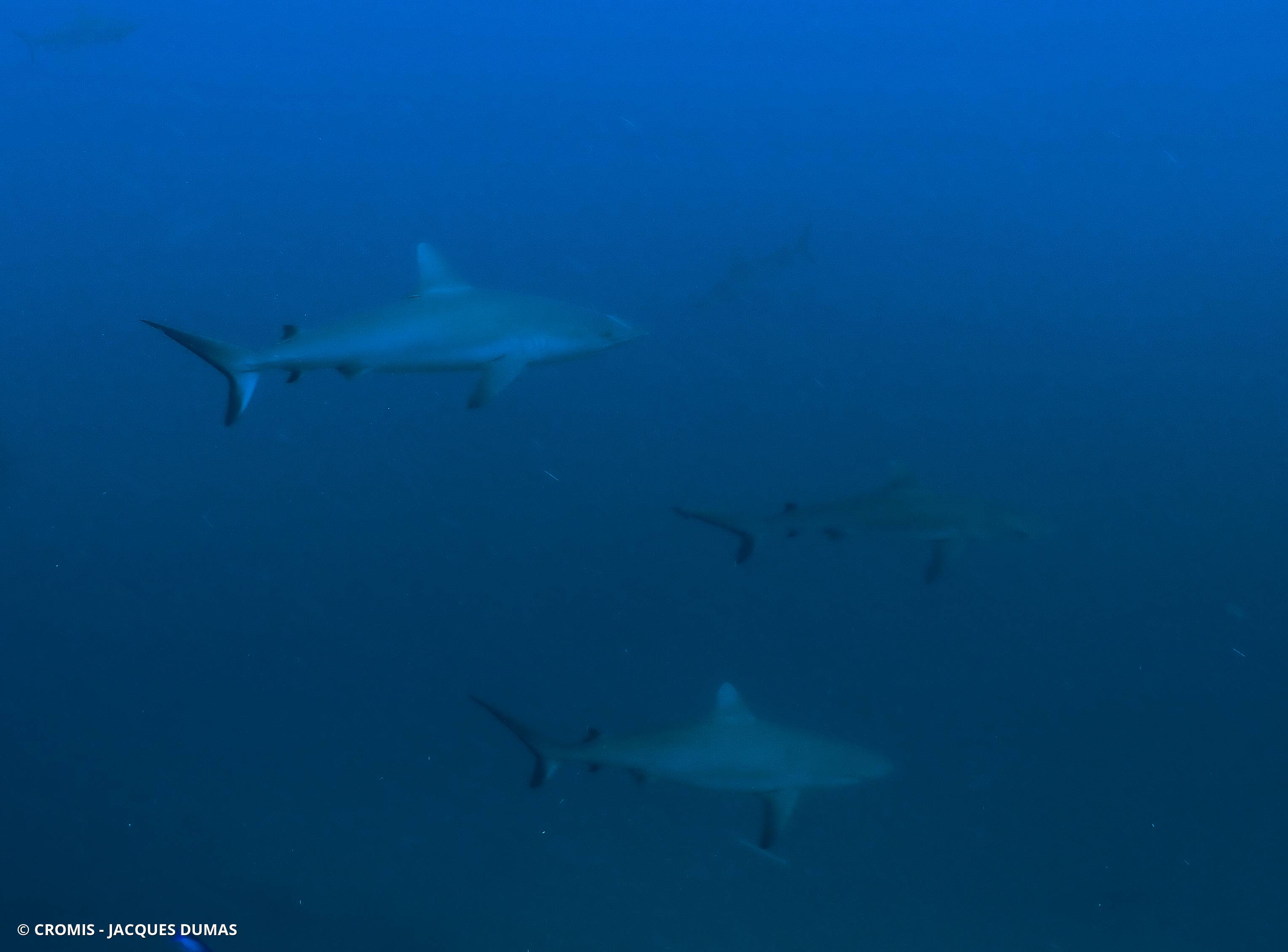 Requin gris de récif