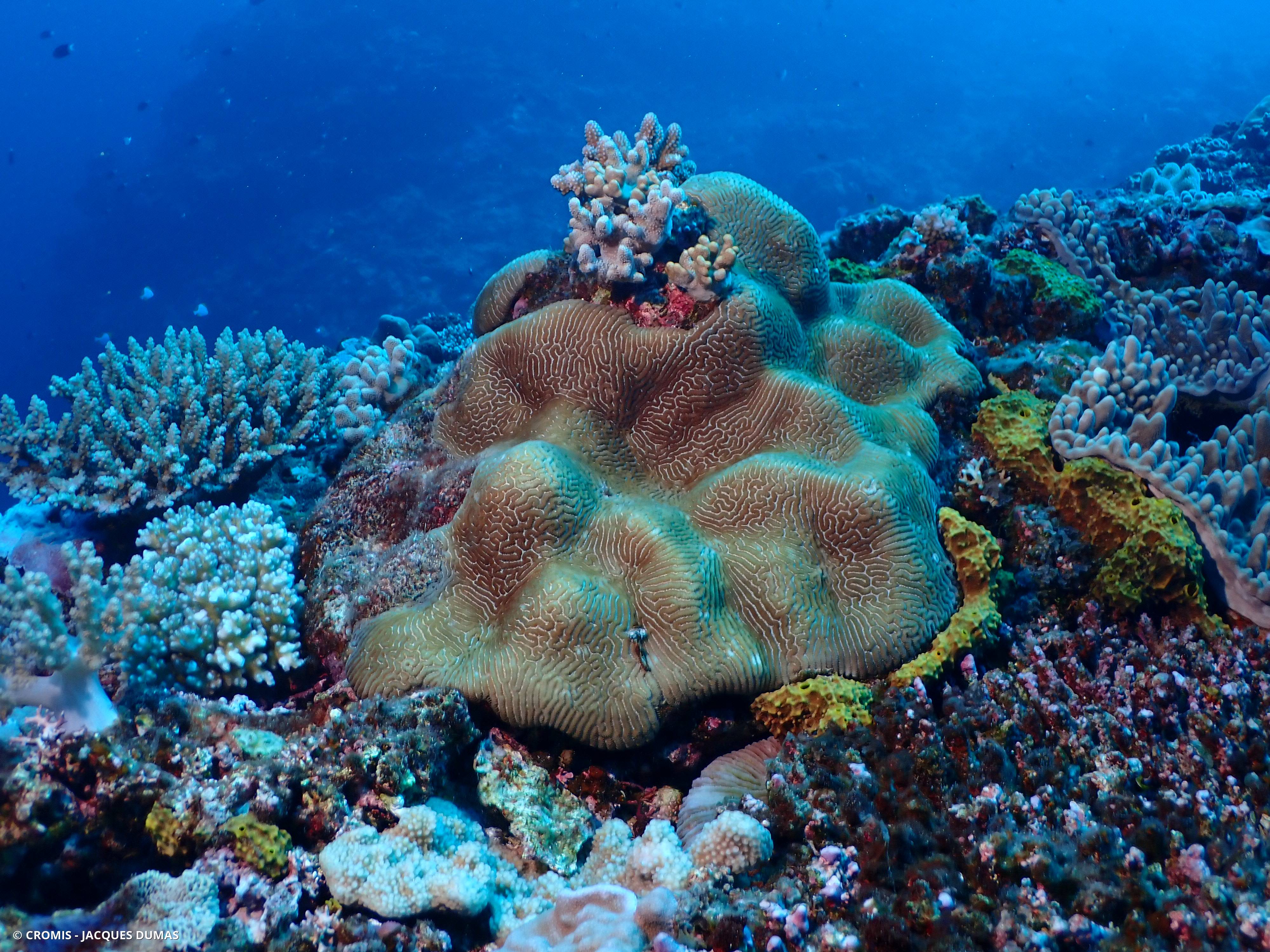 Corail cerveau chinois
