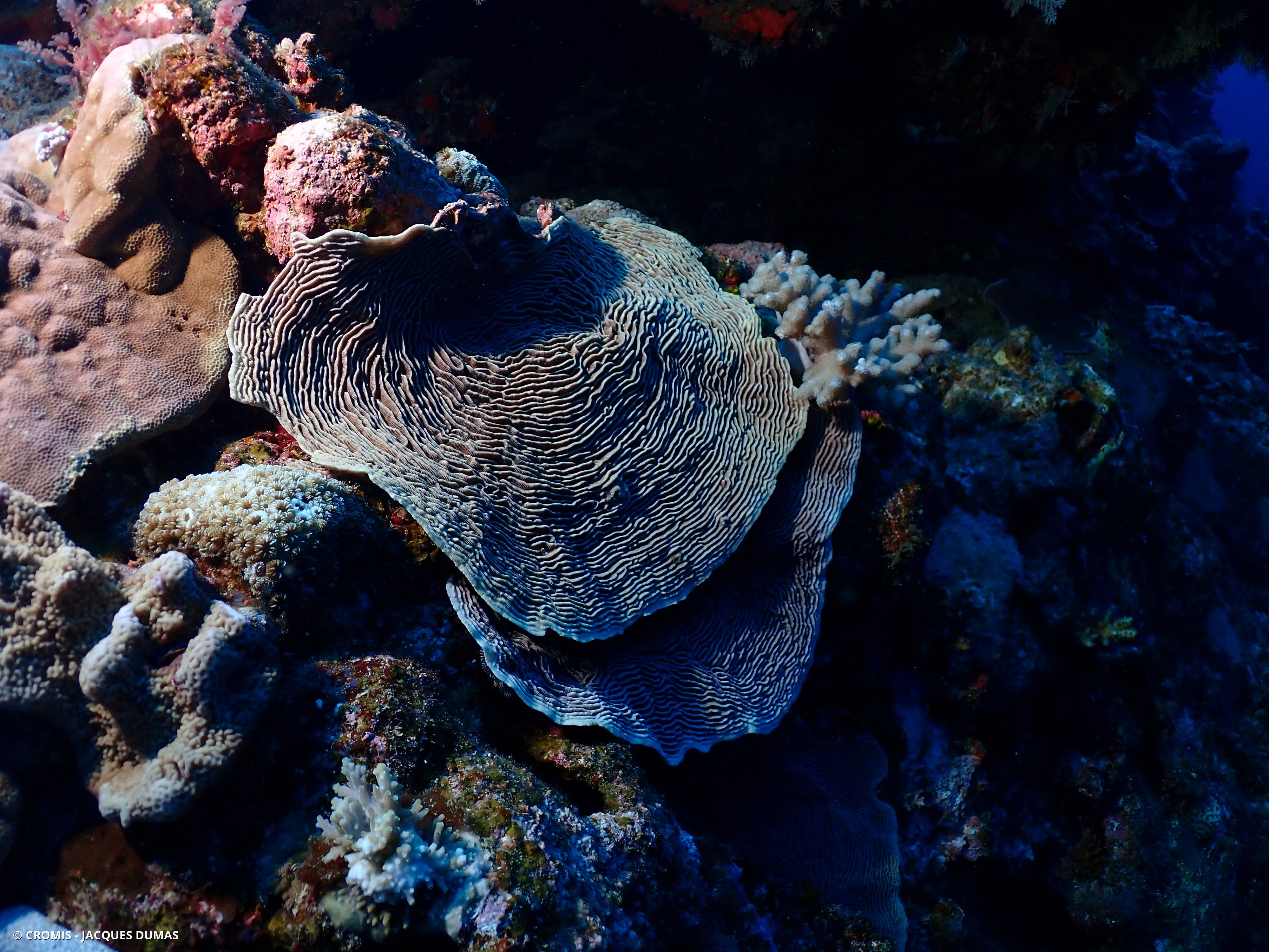 Pachyséris lamellaire