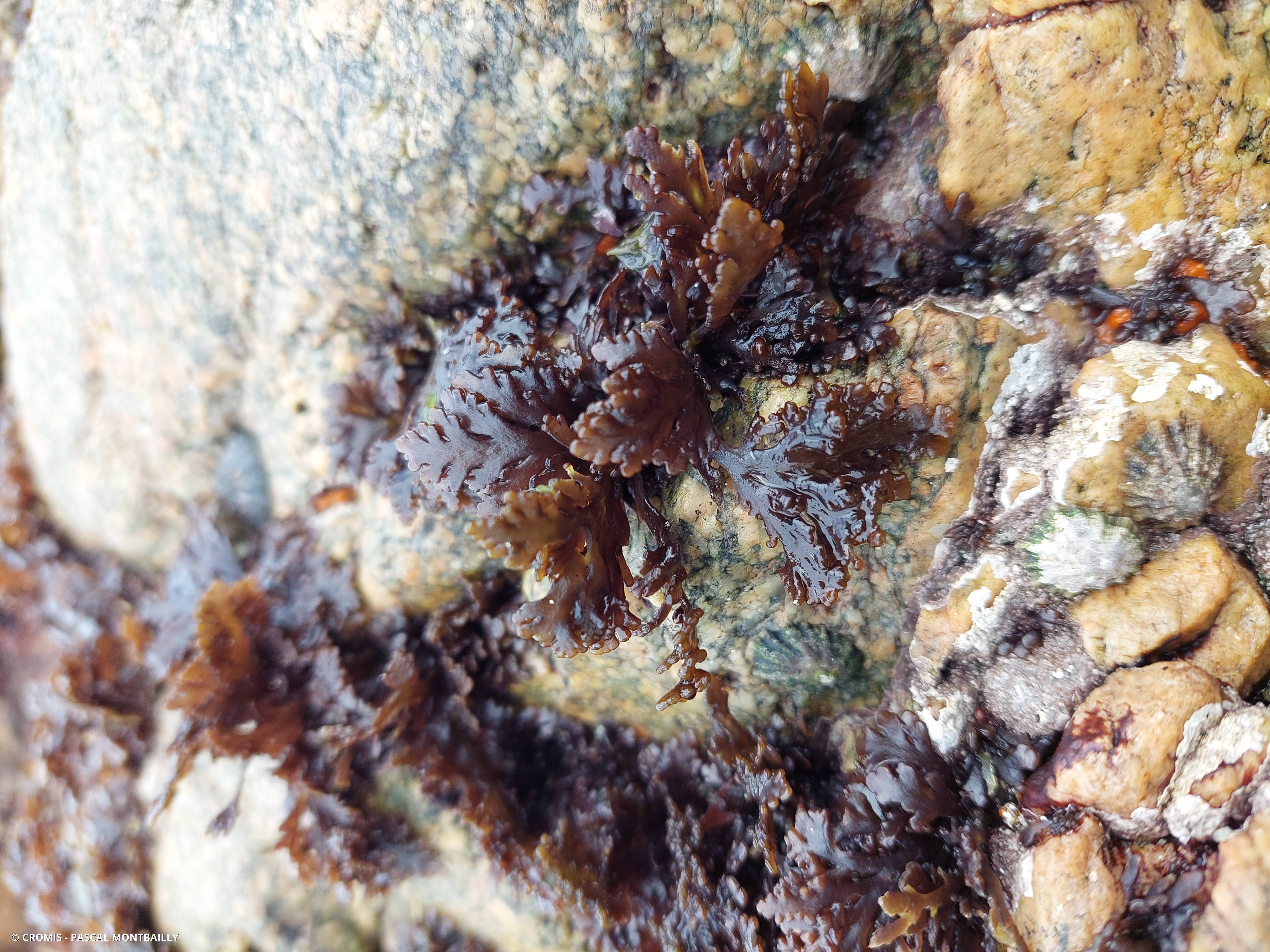 Dulse poivrée