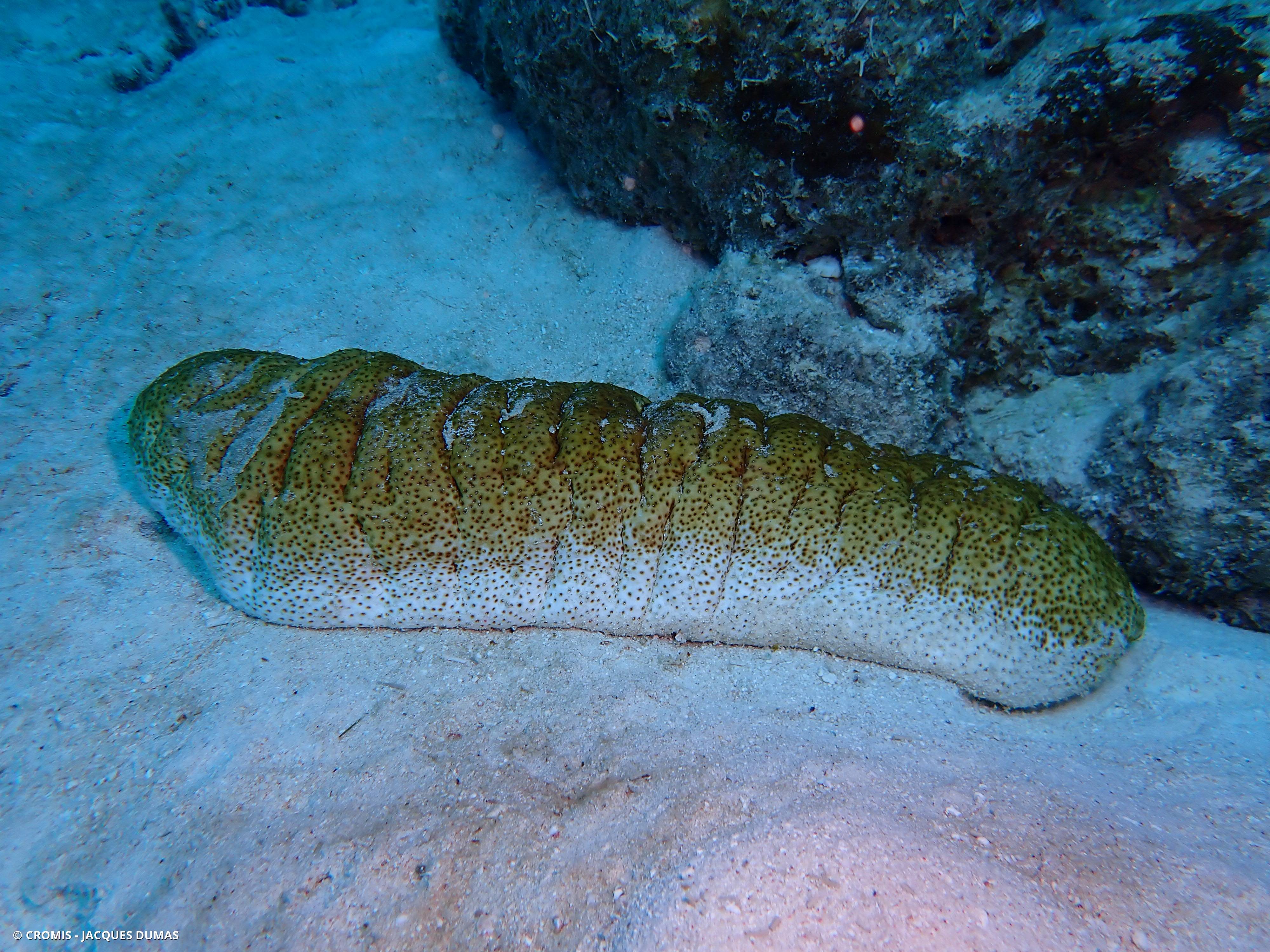 Holothurie bicolore