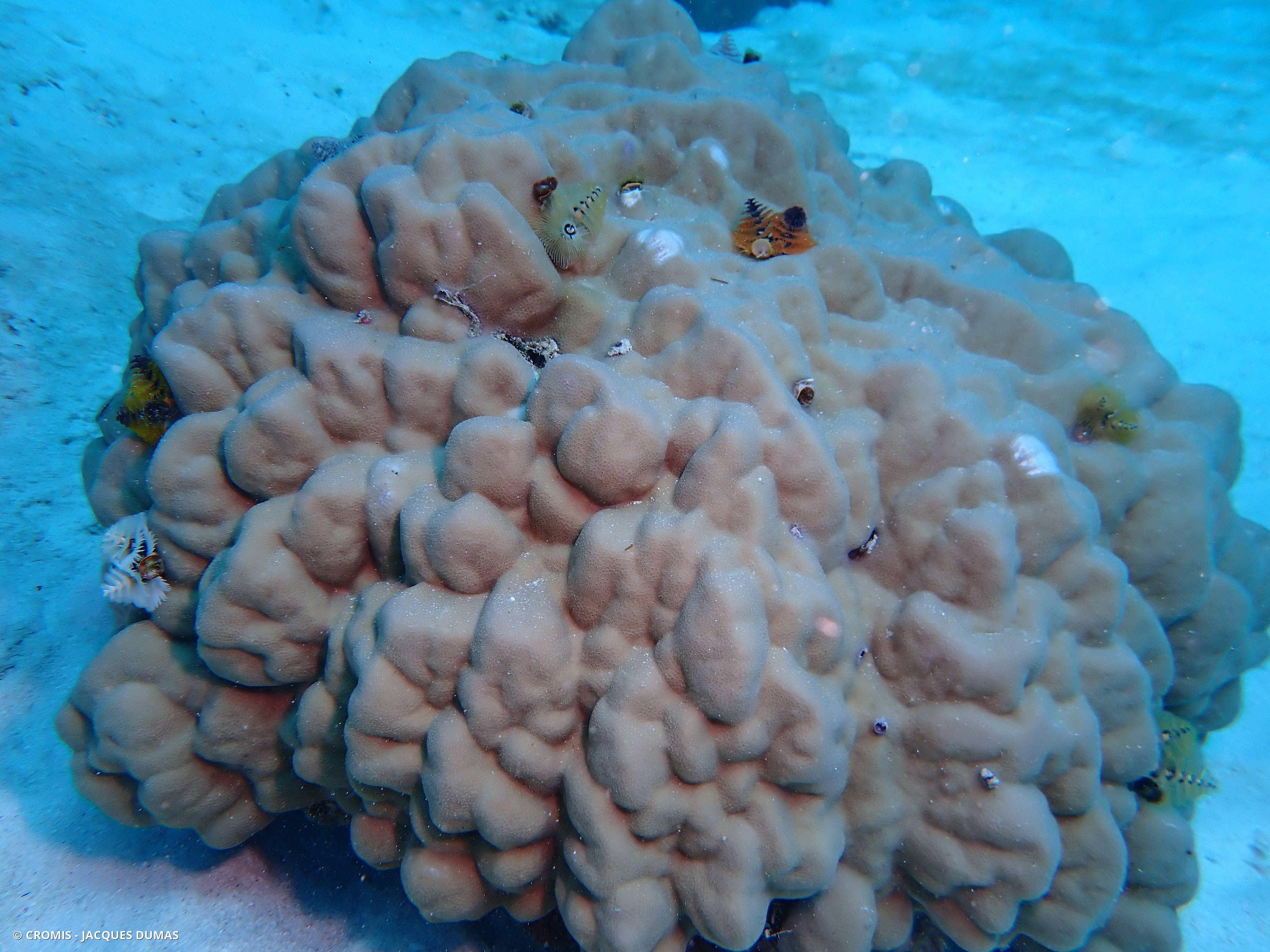 Porite lobée