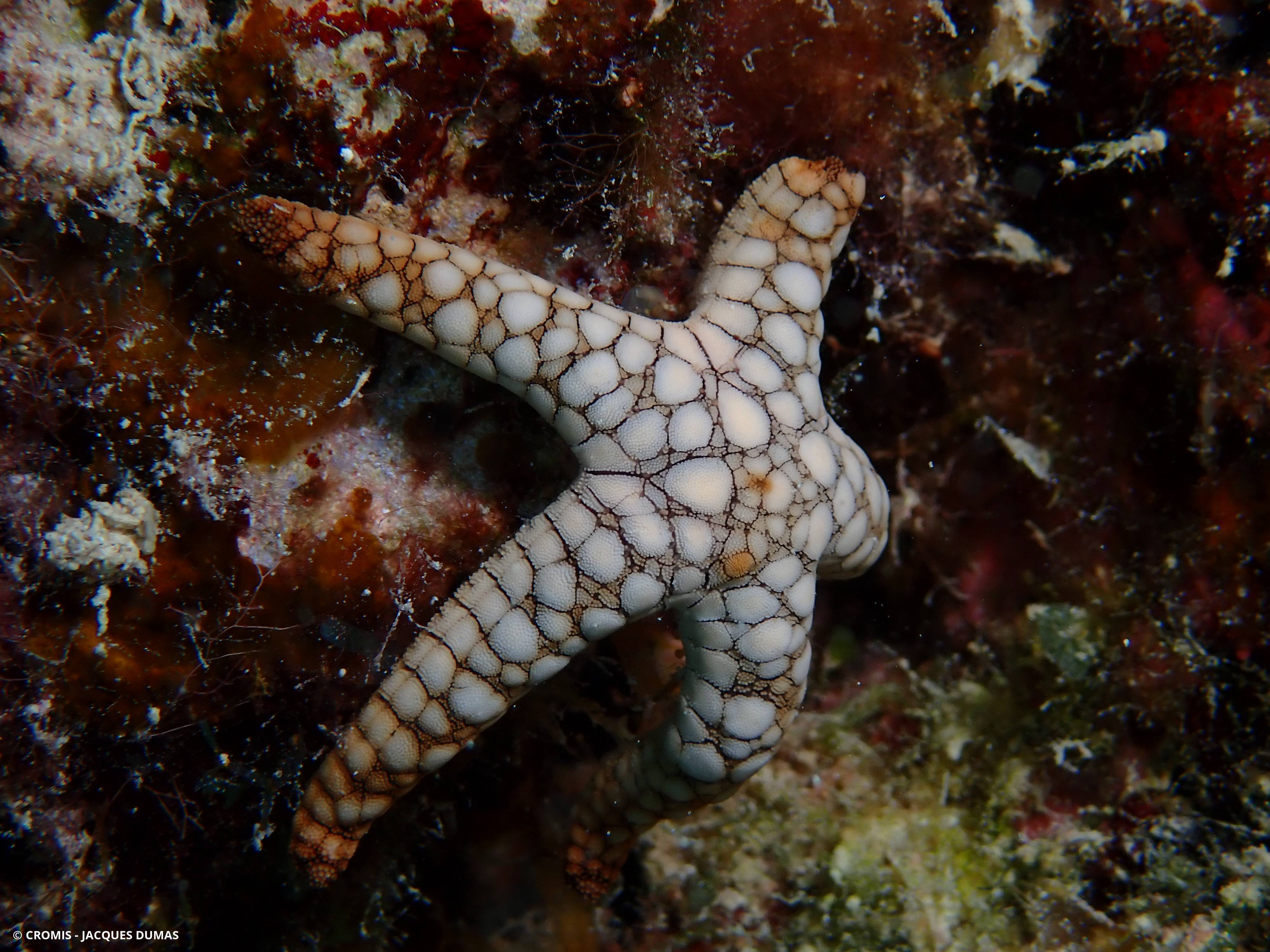 Etoile de mer indienne