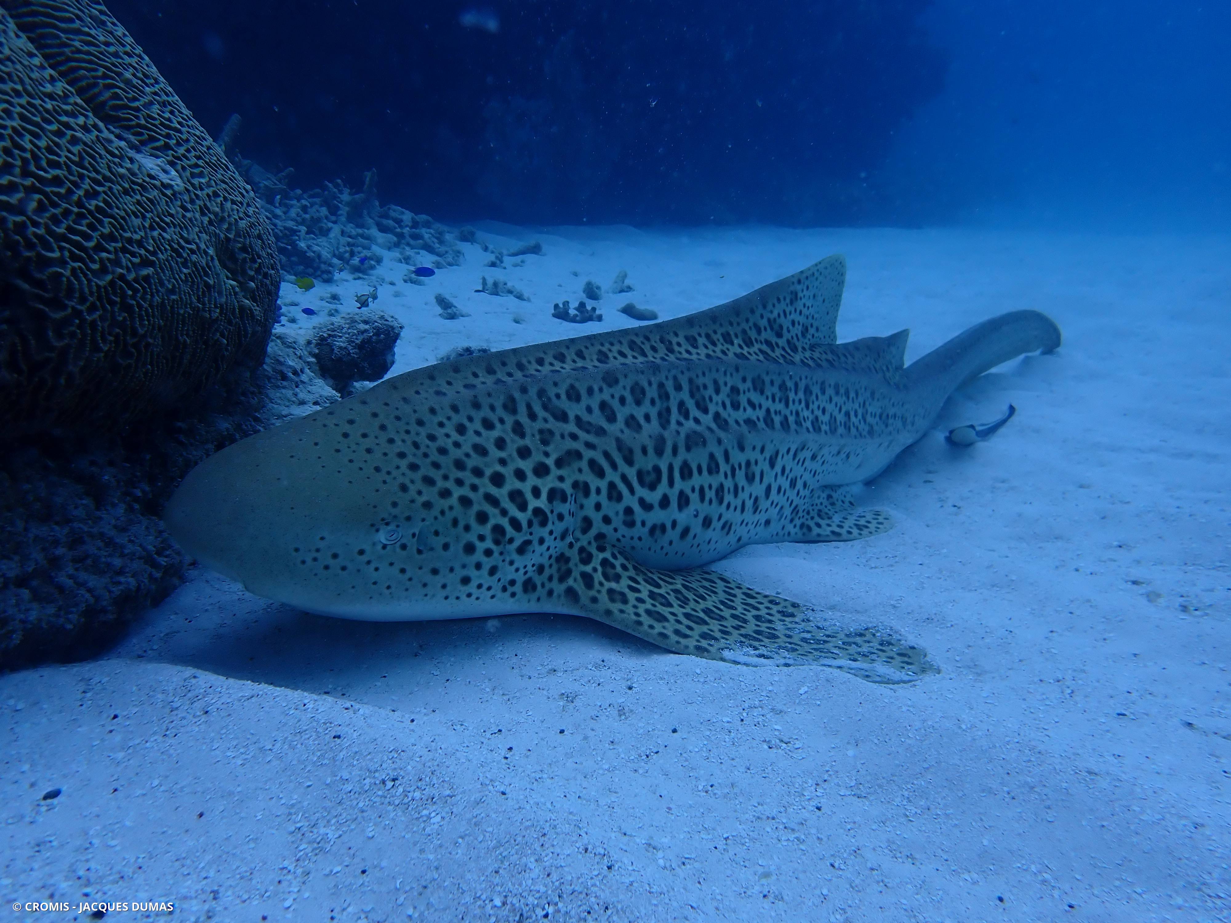 Requin léopard