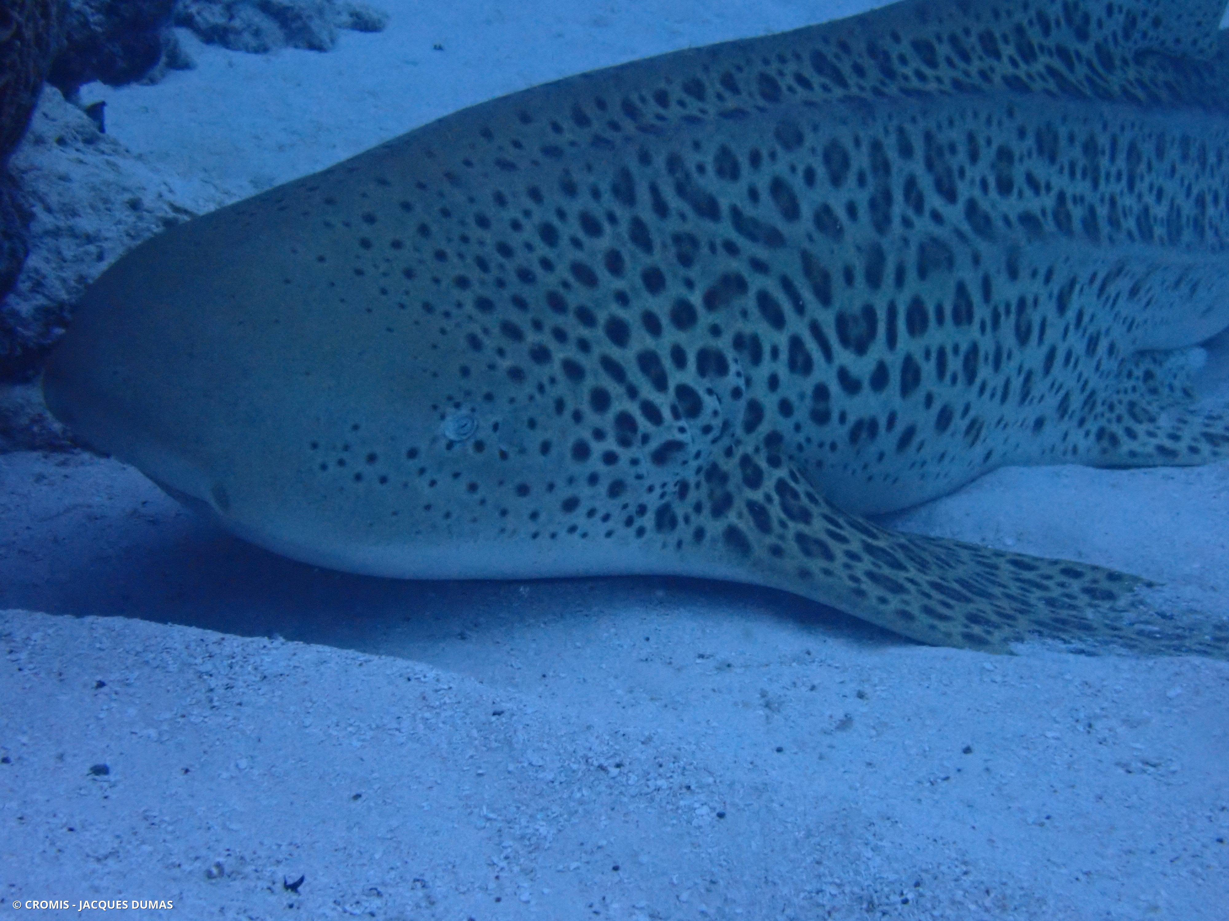 Requin léopard