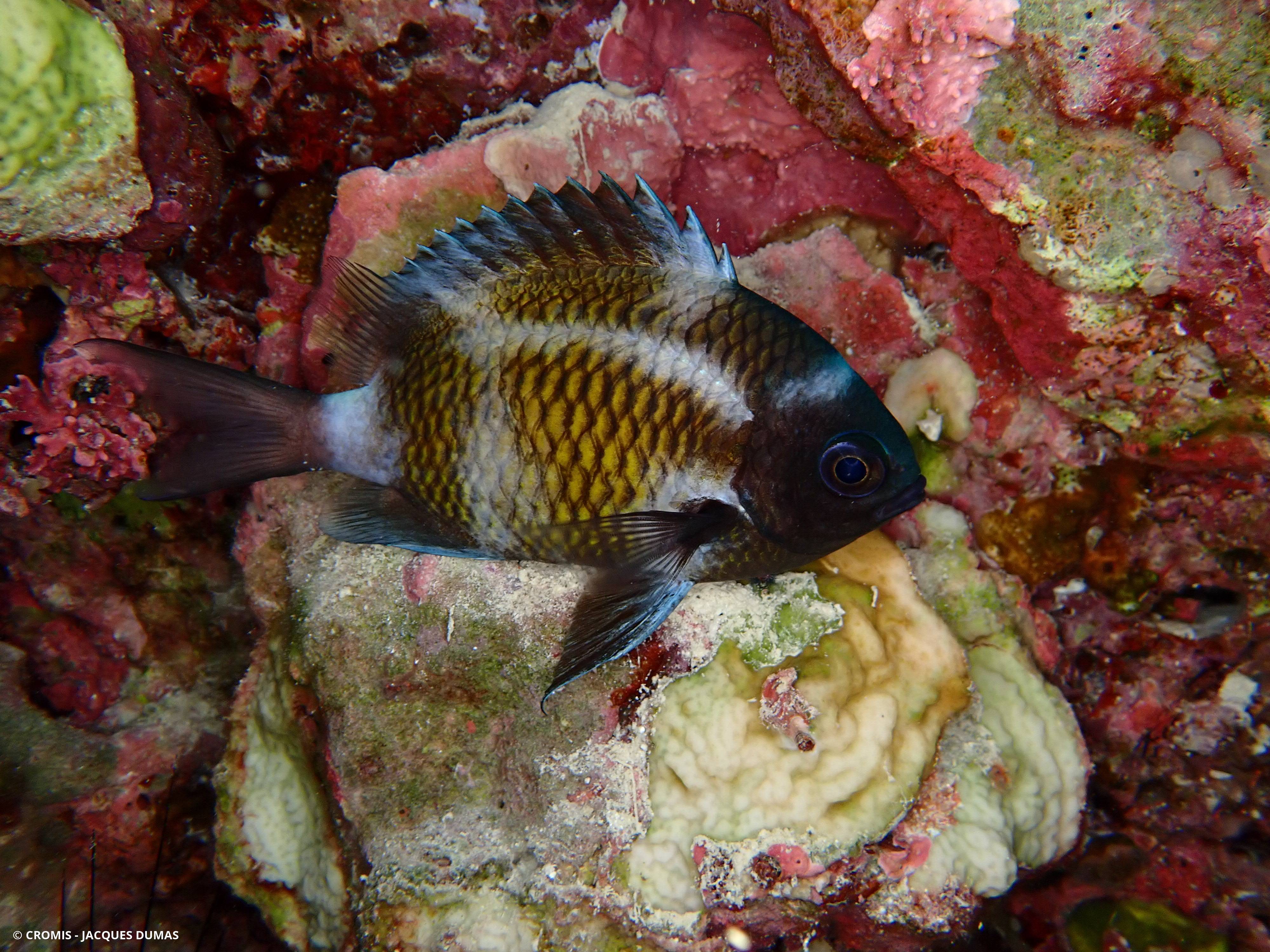 Chromis à queue blanche