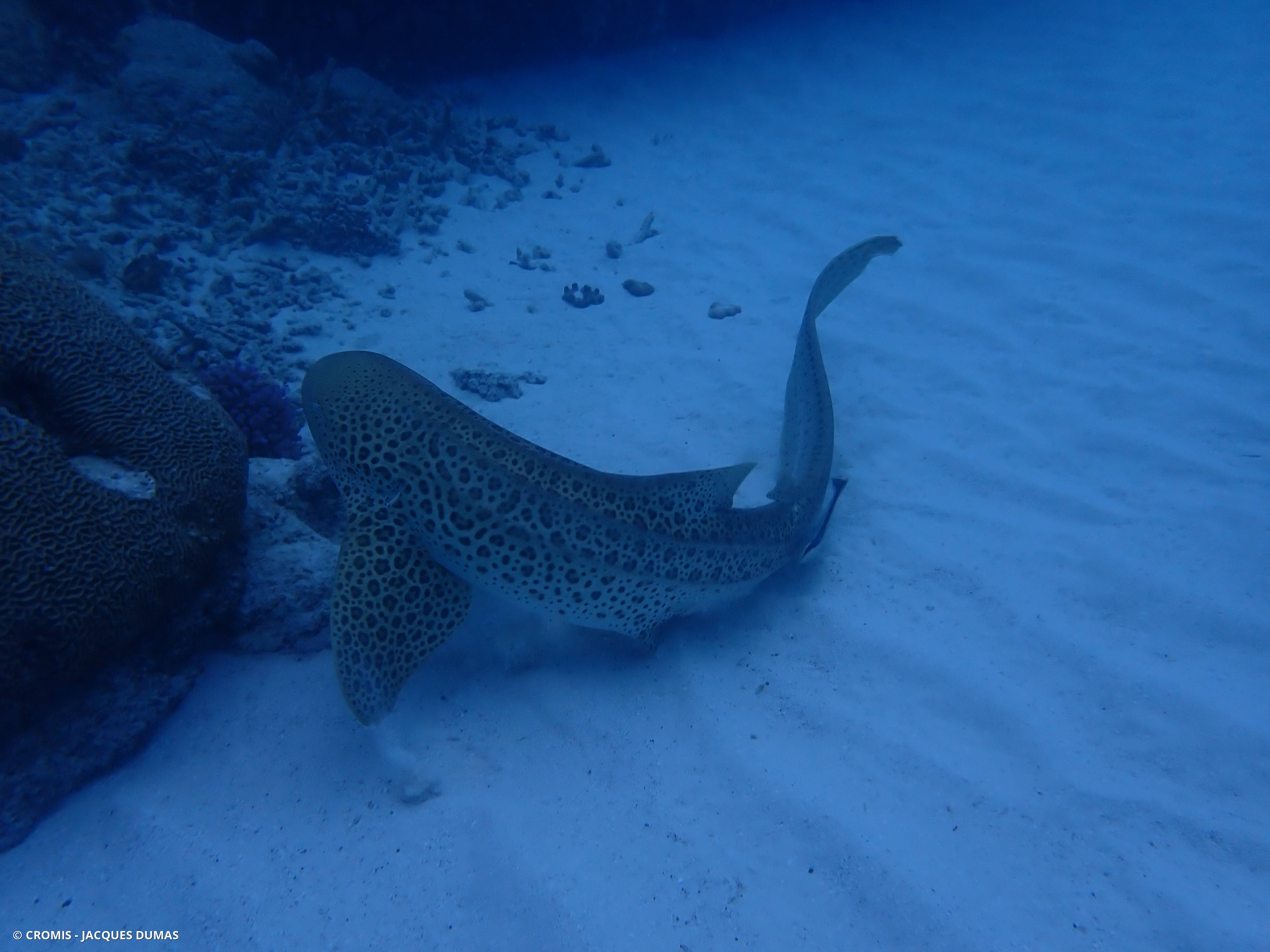 Requin léopard