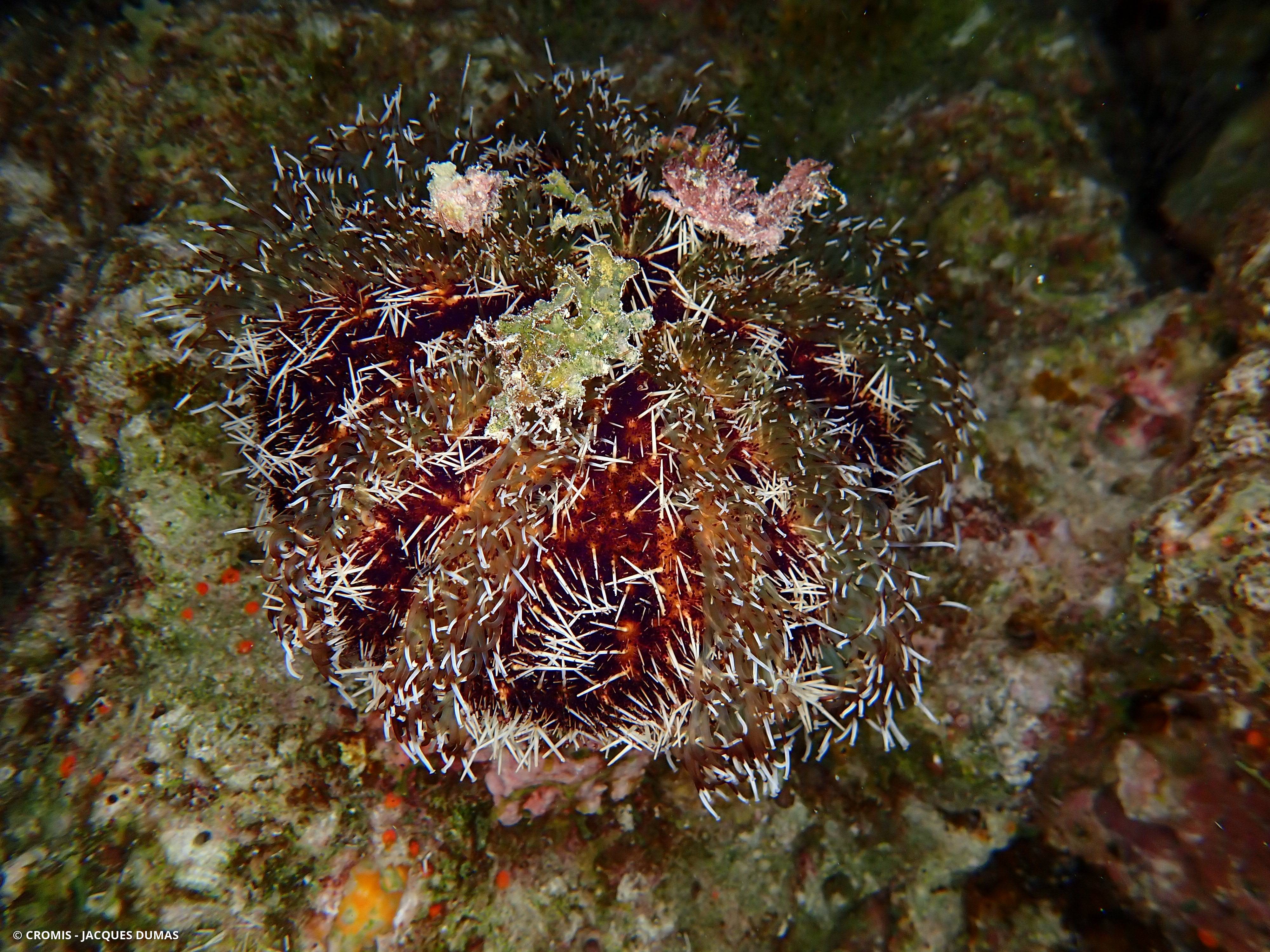 Oursin bonnet de prêtre