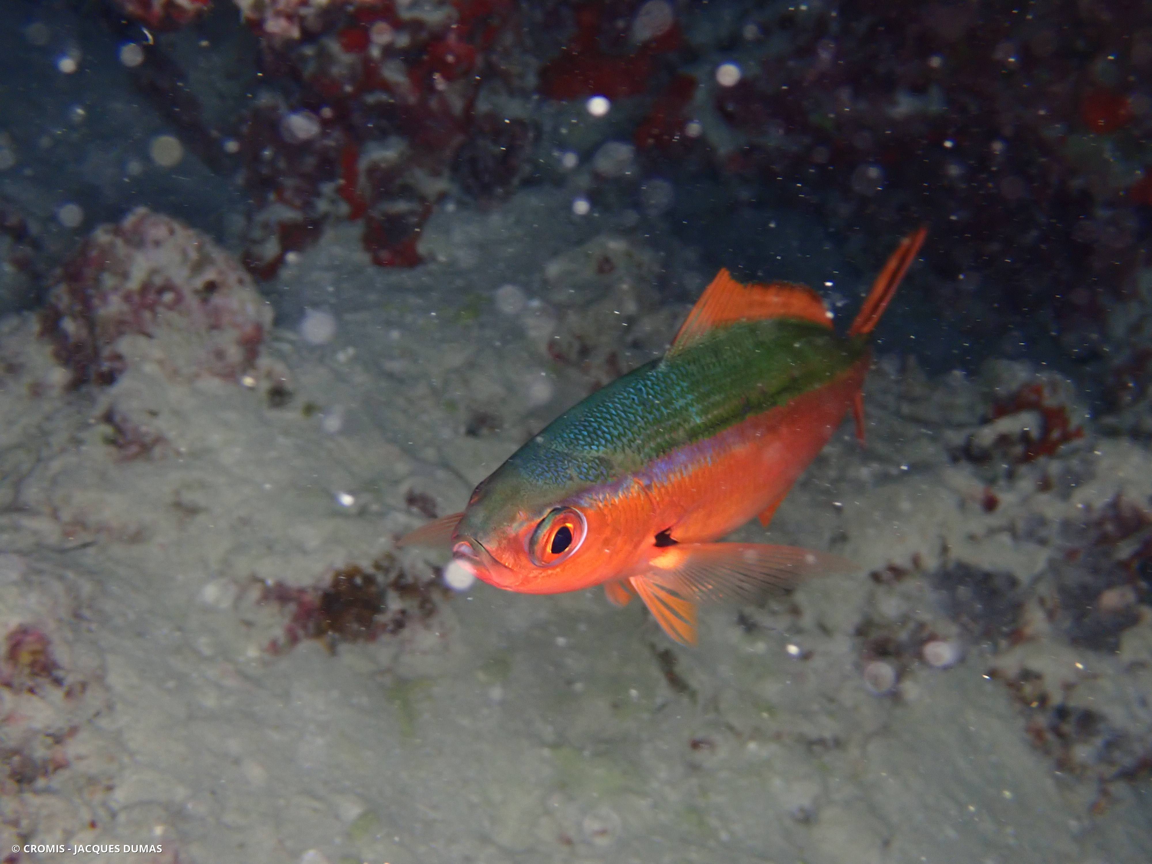 Fusilier tricolor