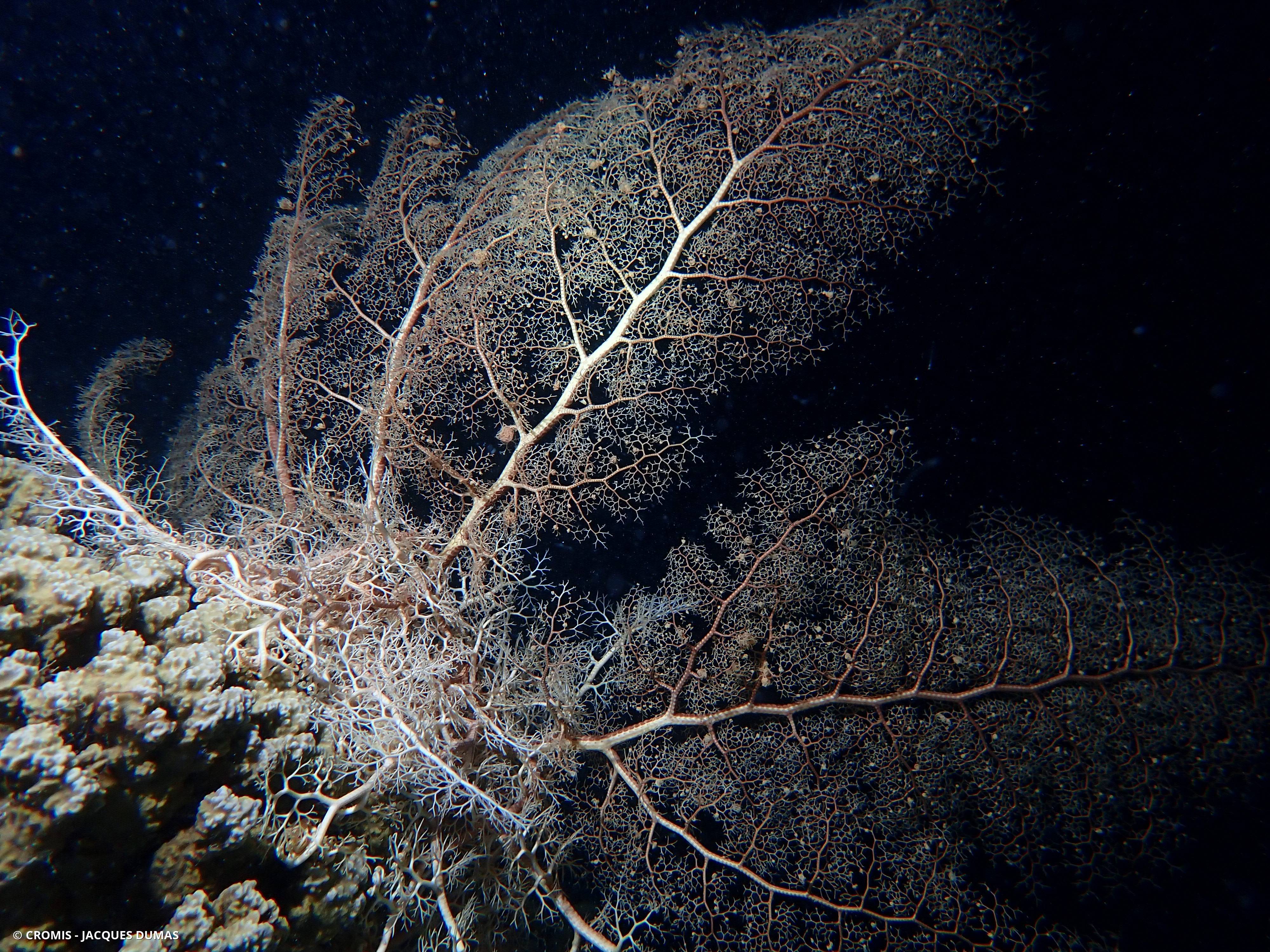 Gorgonocéphale géant