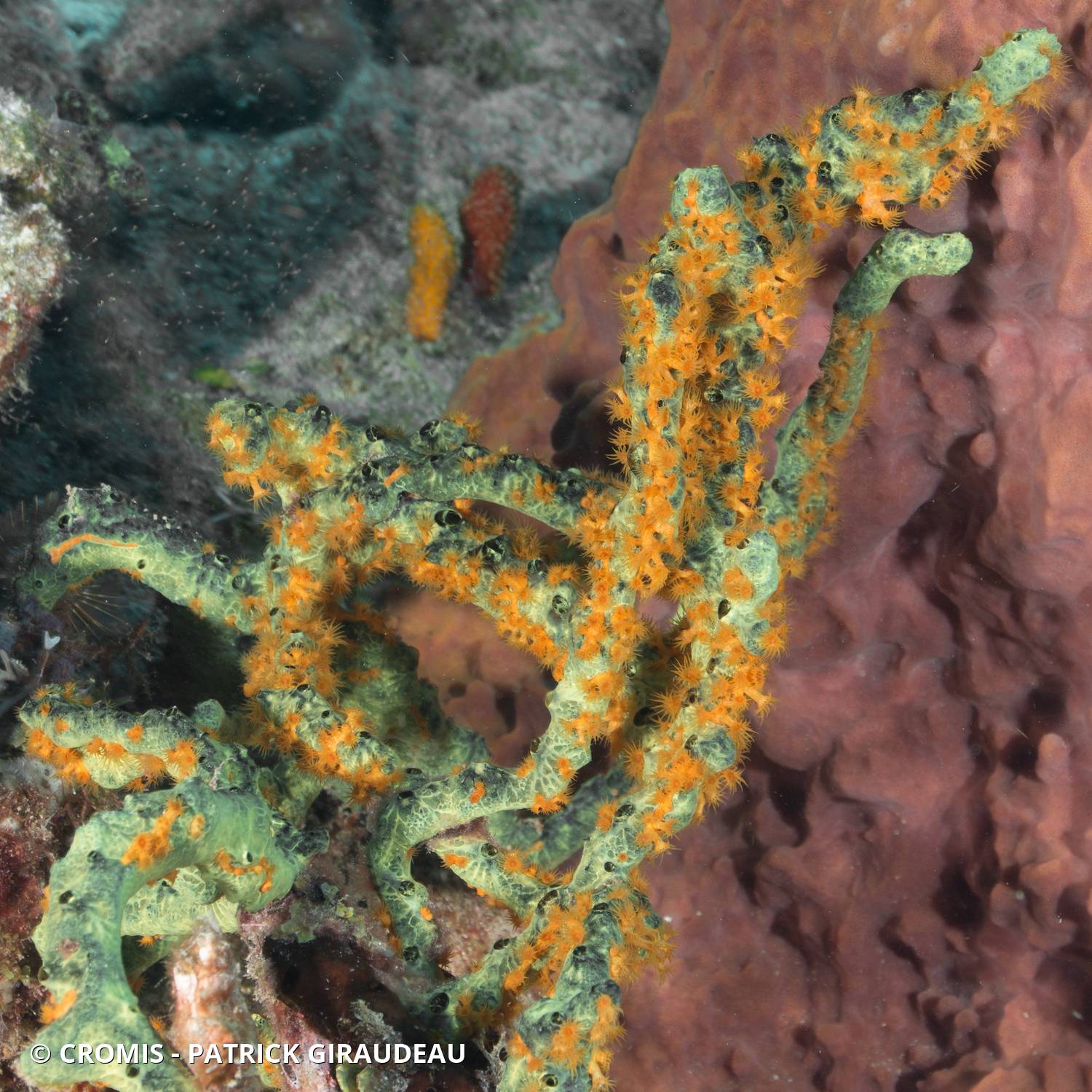 Zoanthaire éponge doré