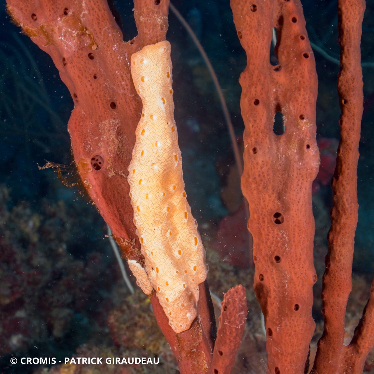 Didemnum conchyliatum