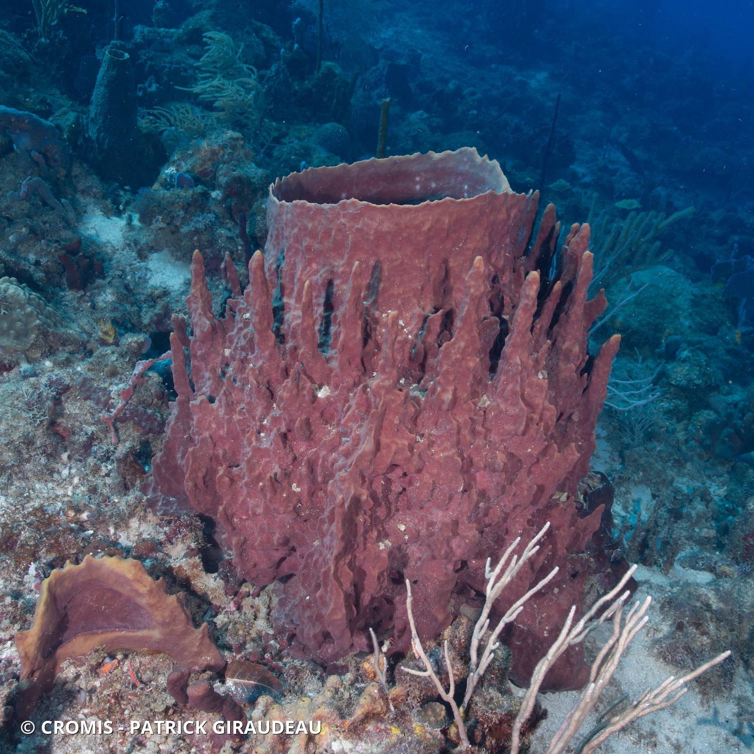 Baril de rhum