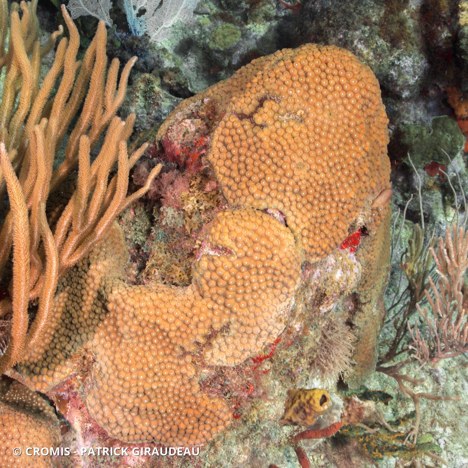 Grand corail étoilé