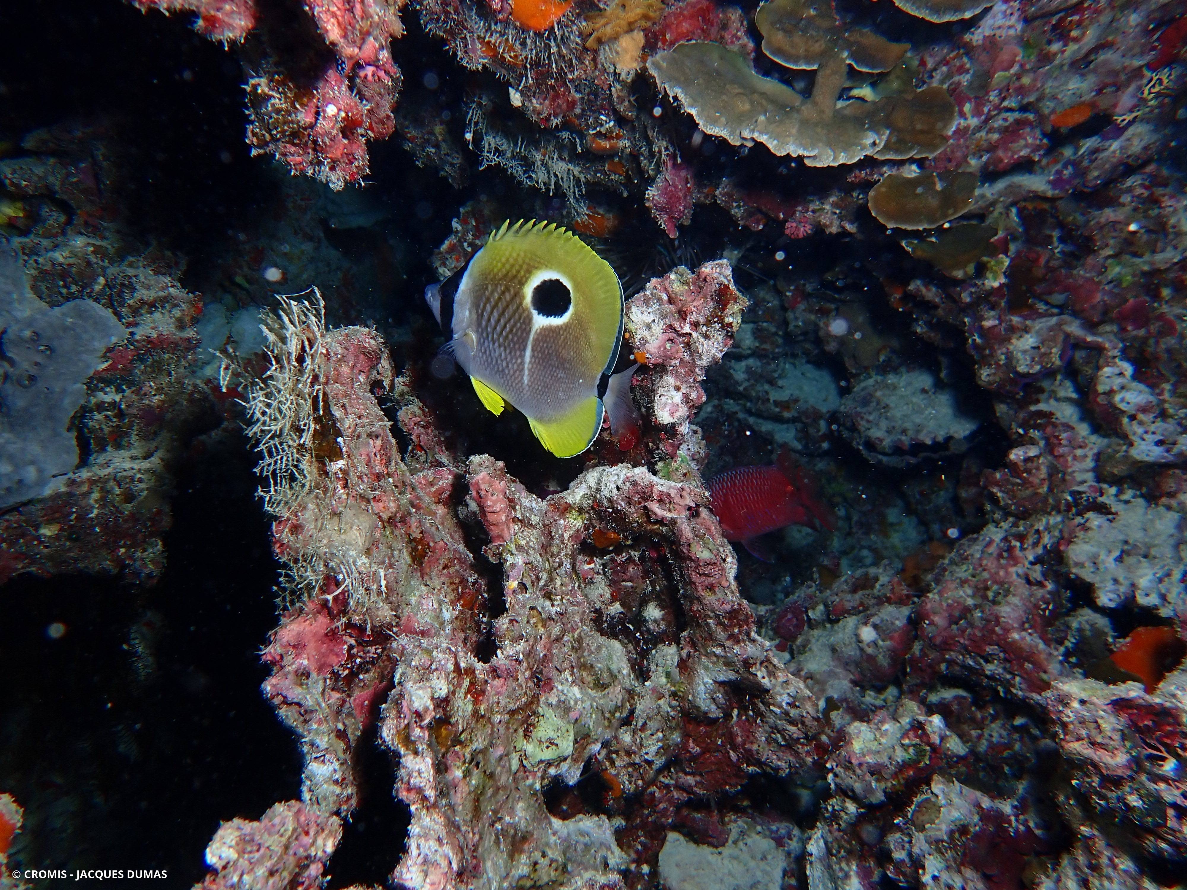 Poisson-papillon à larme du Pacifique