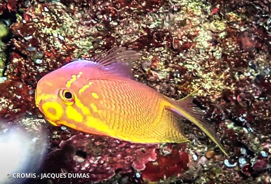 Anthias faucon