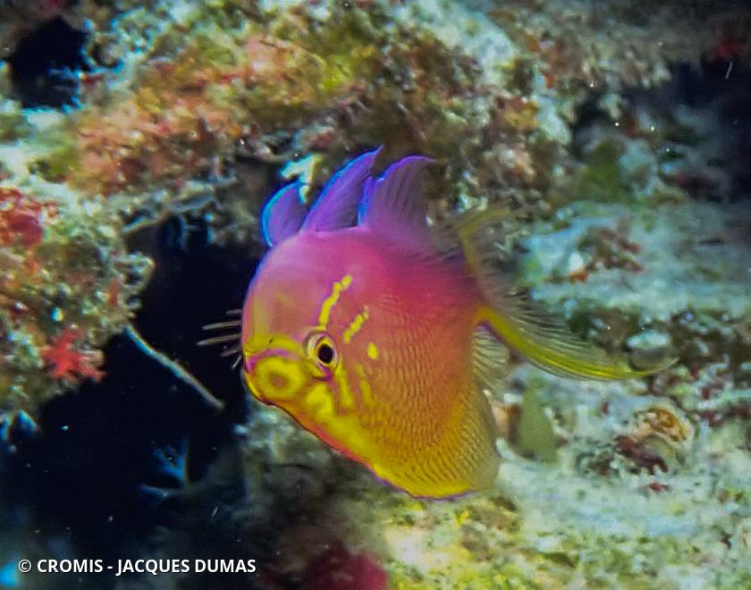 Anthias faucon