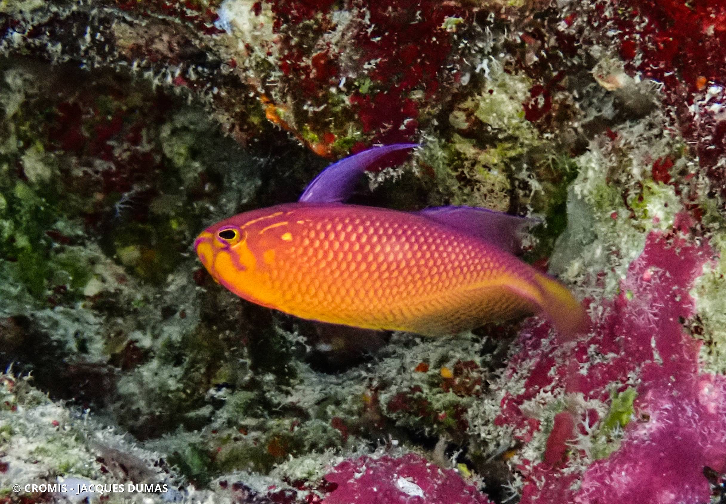 Anthias faucon