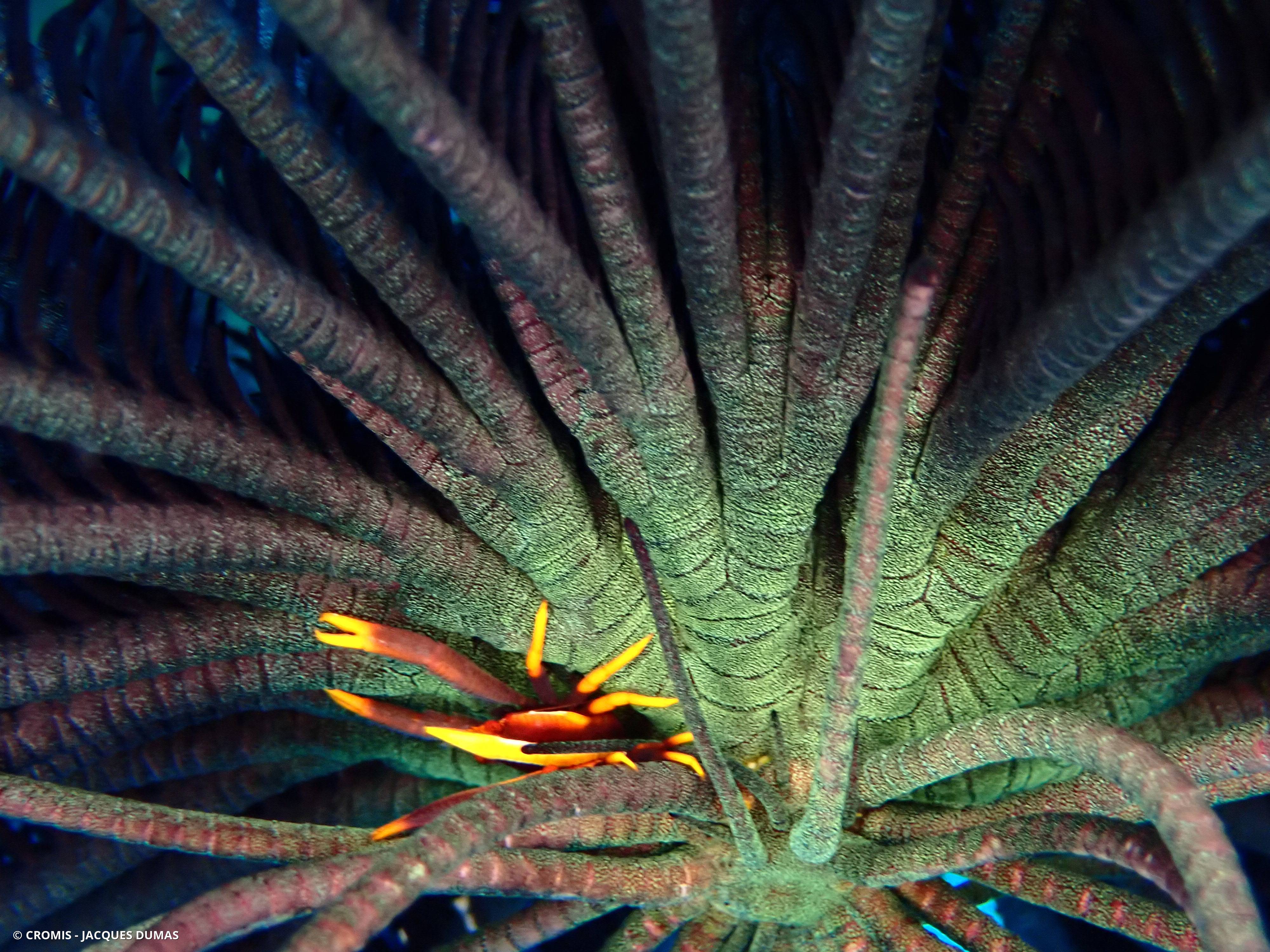 Galathée Baba des crinoïdes