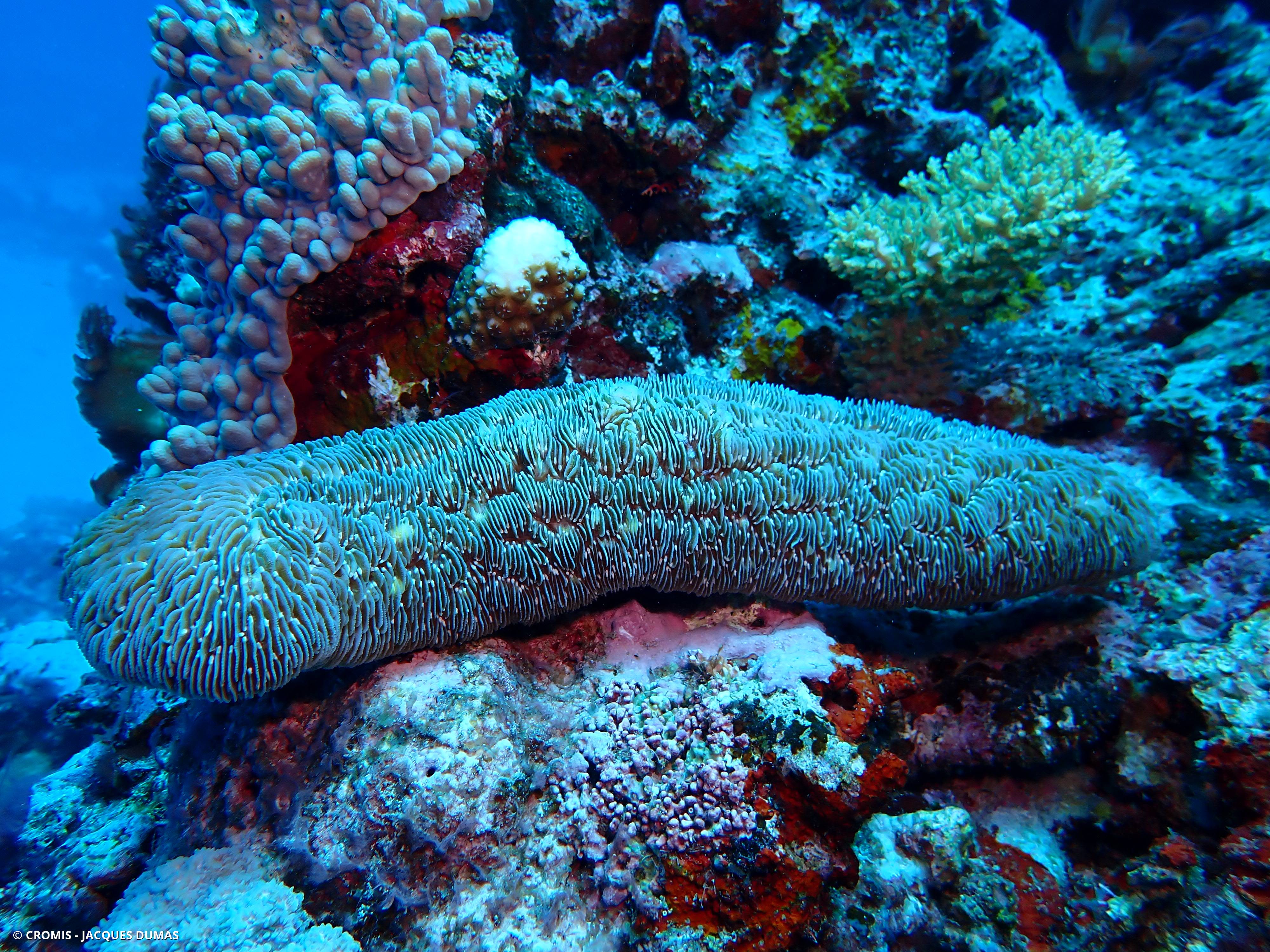 Corail boomerang