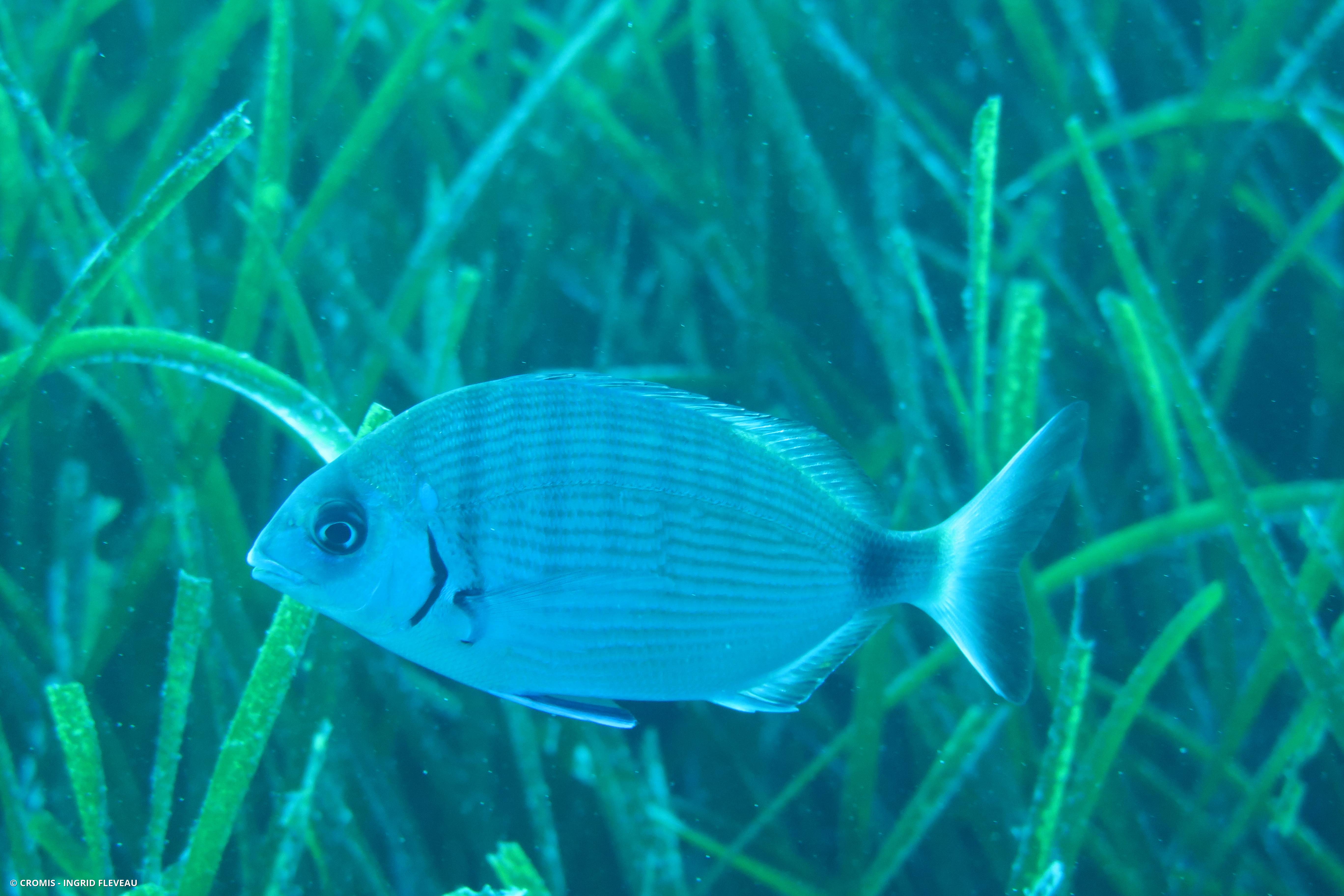 Sar commun de Méditerranée