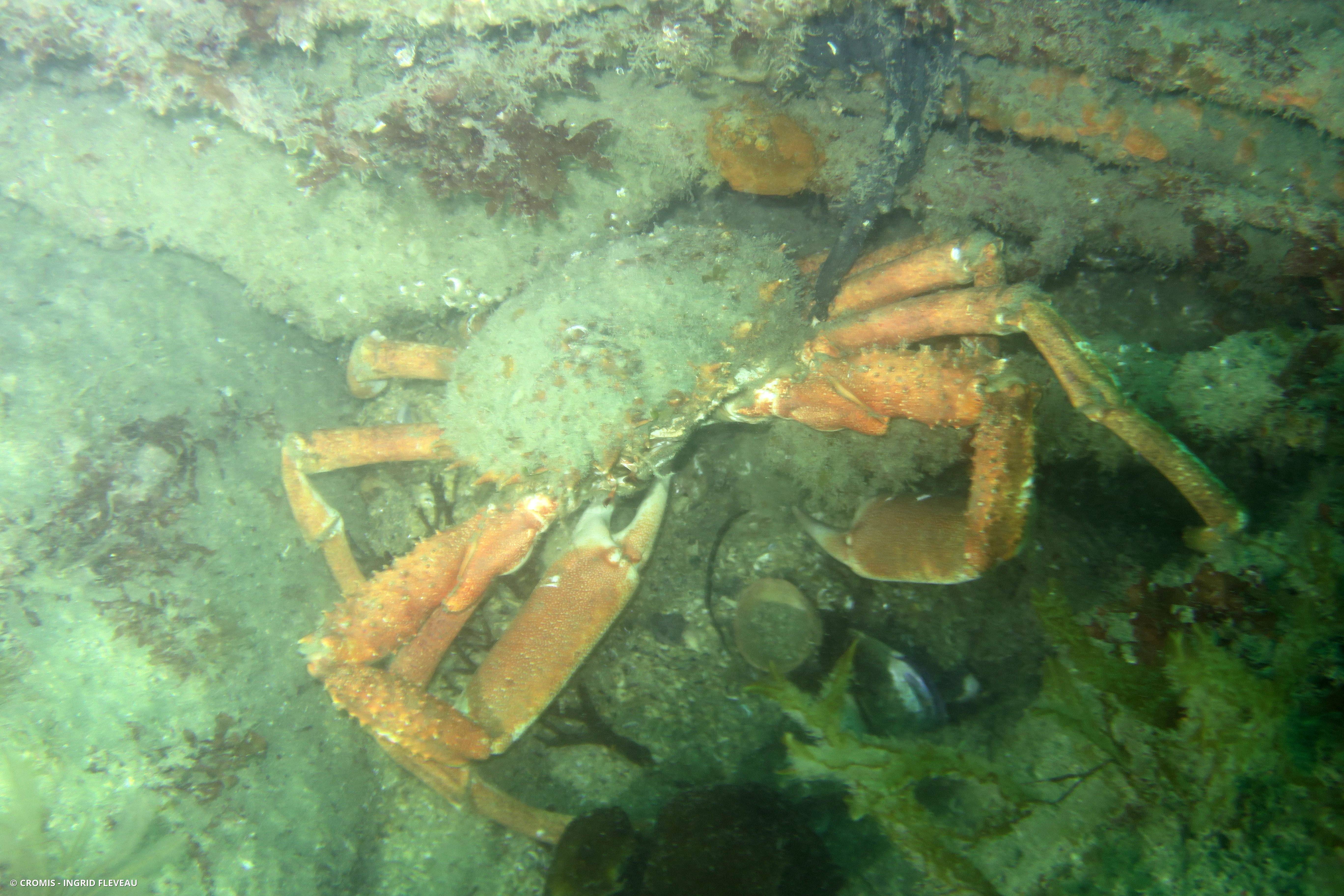 Araignée de mer Atlantique