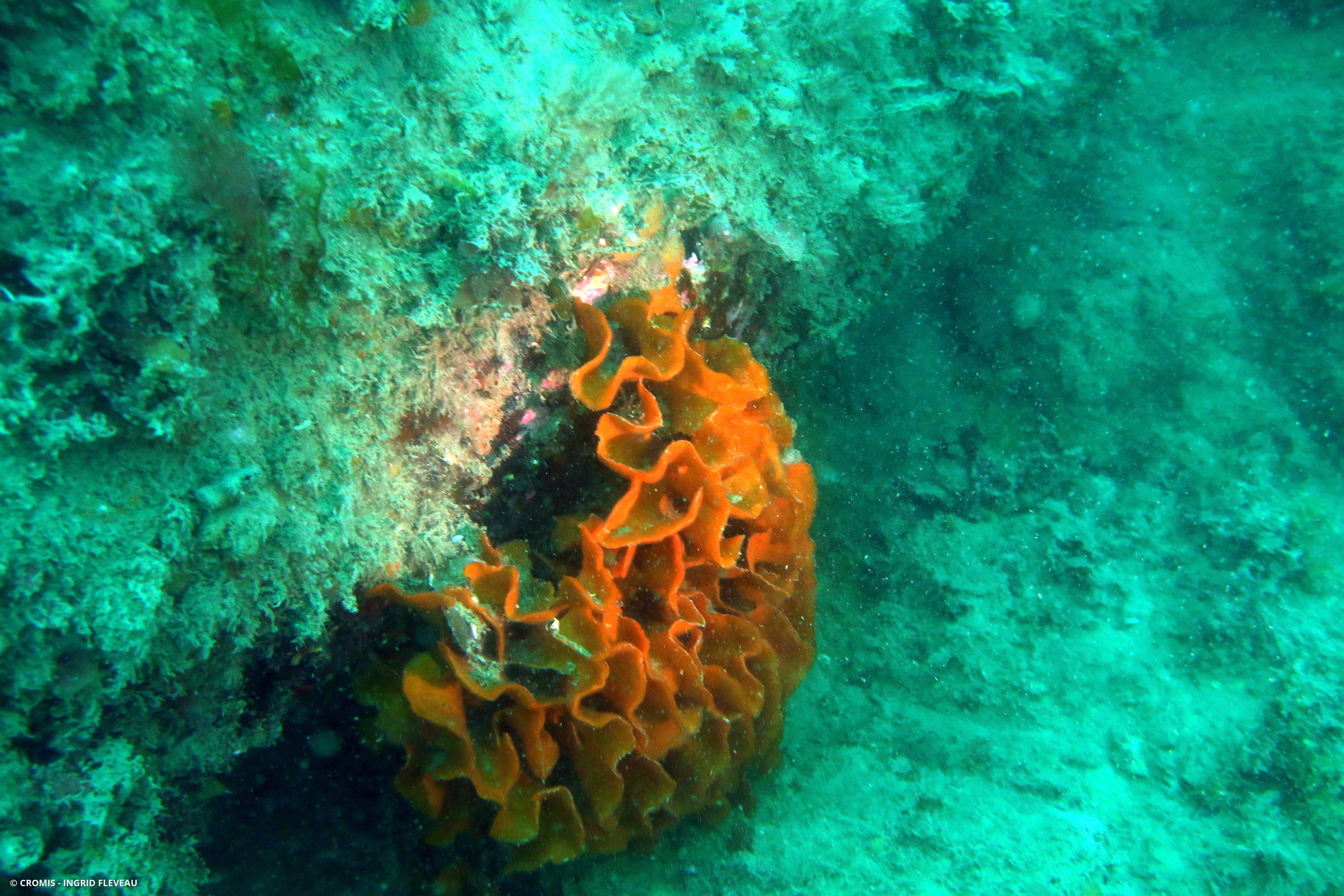 Rose de mer atlantique