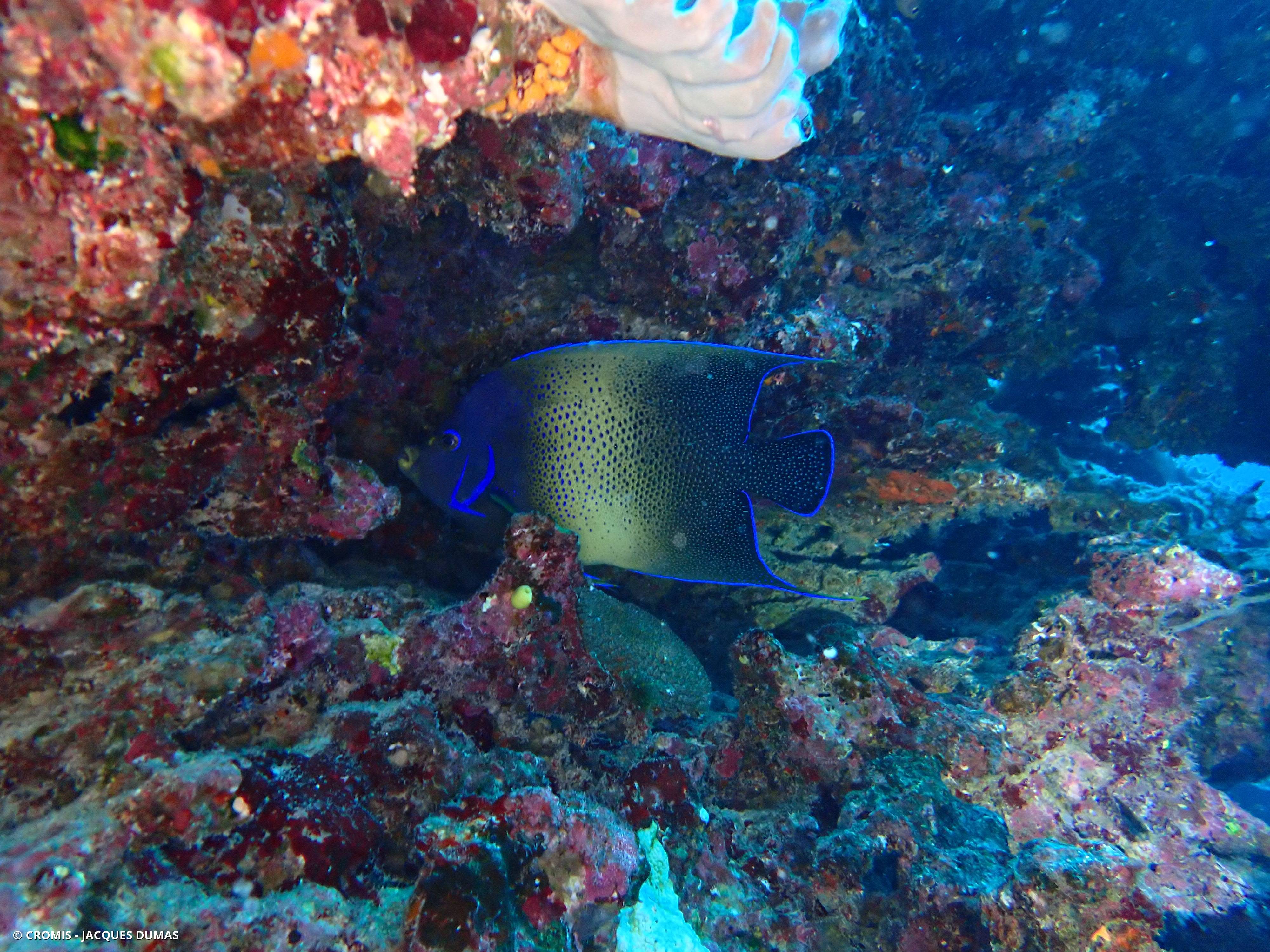 Poisson-ange à demi-cercles