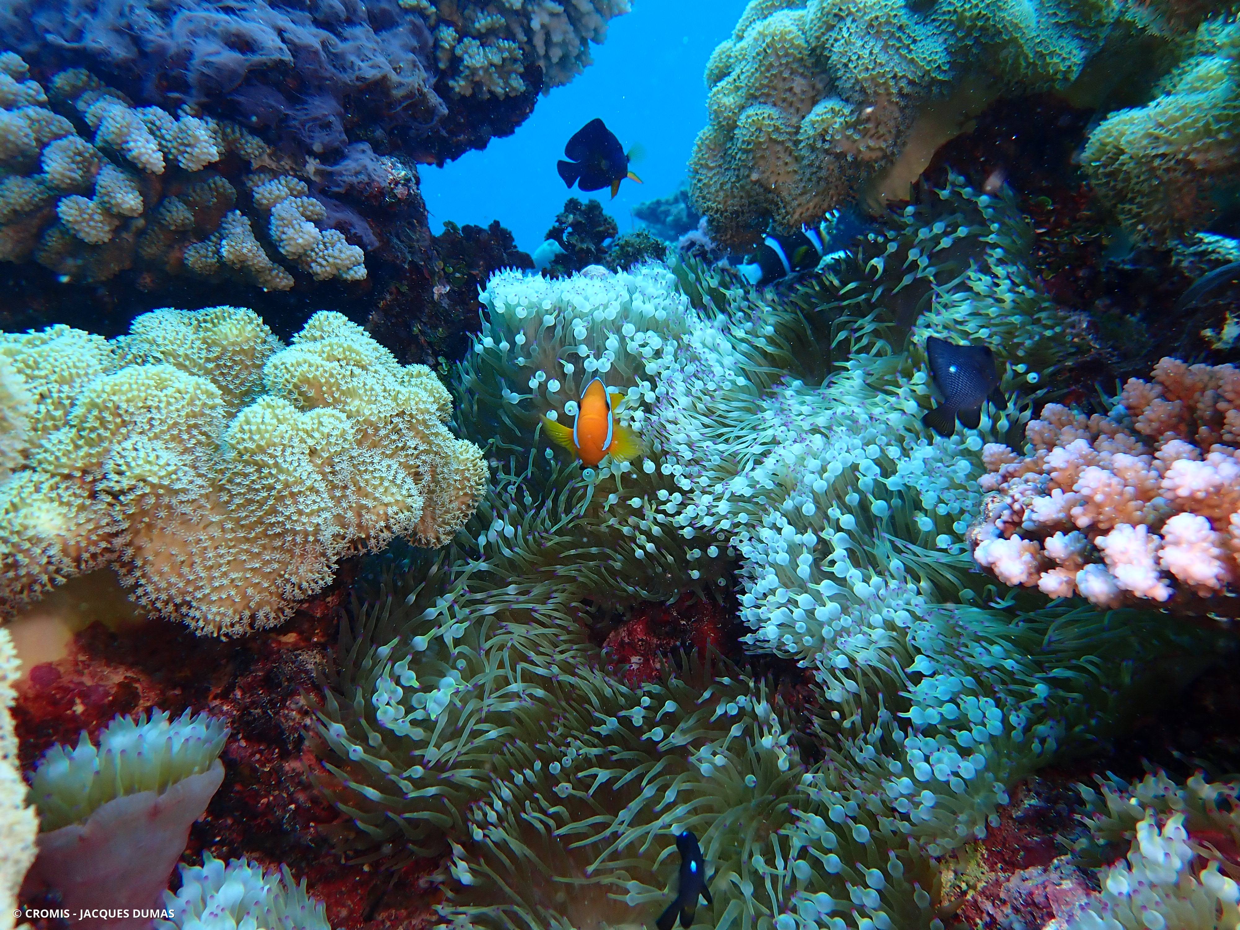 Poisson-clown bistré