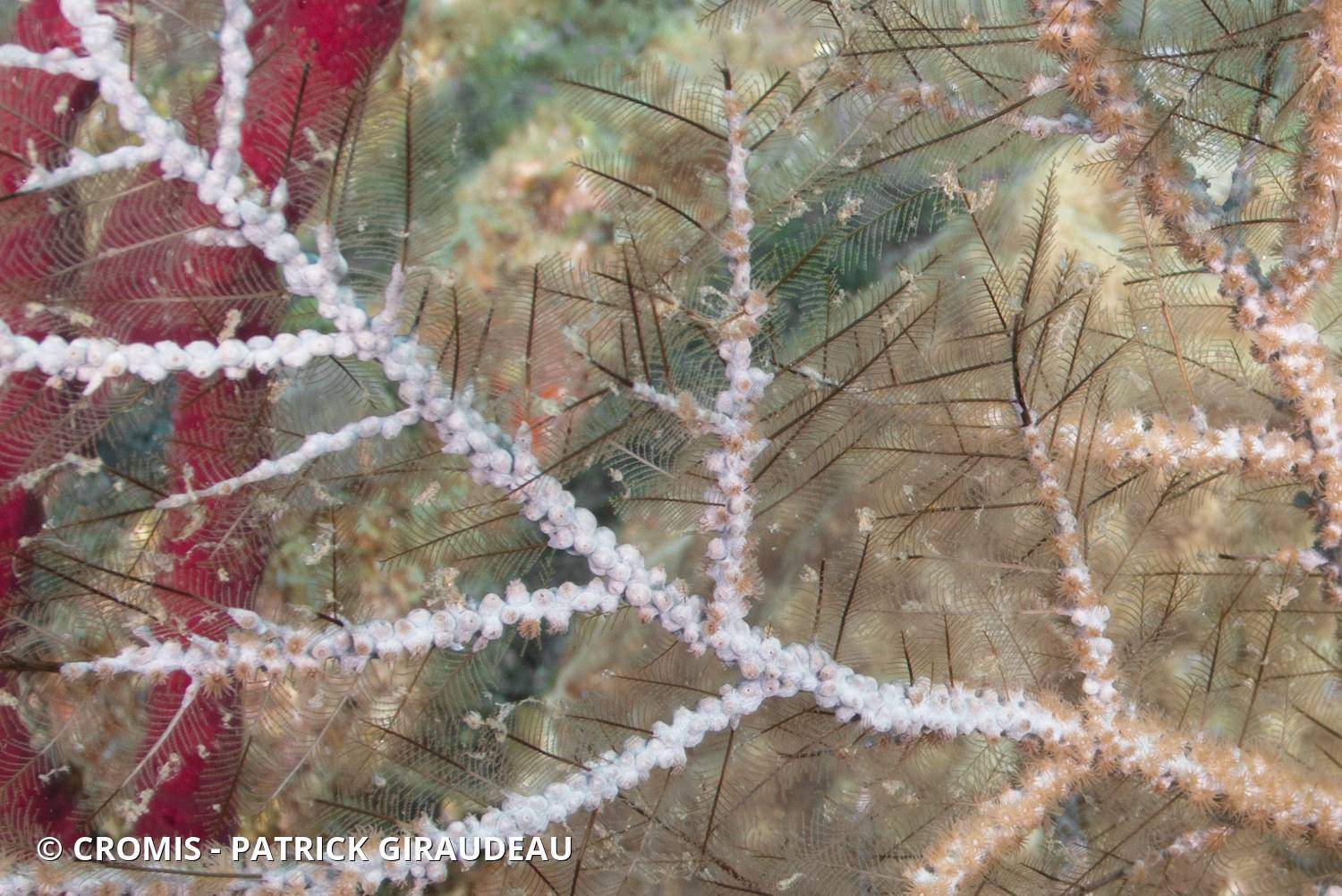 Zoanthaires des Hydraires