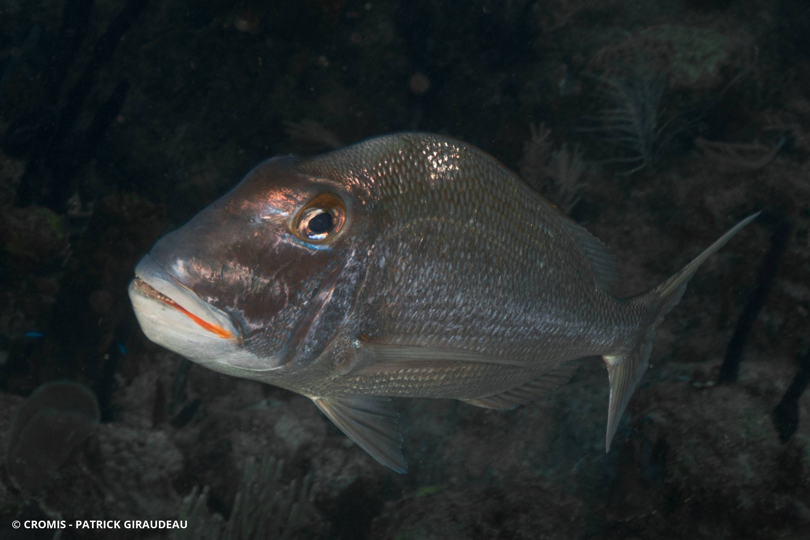Daubenet trembleur