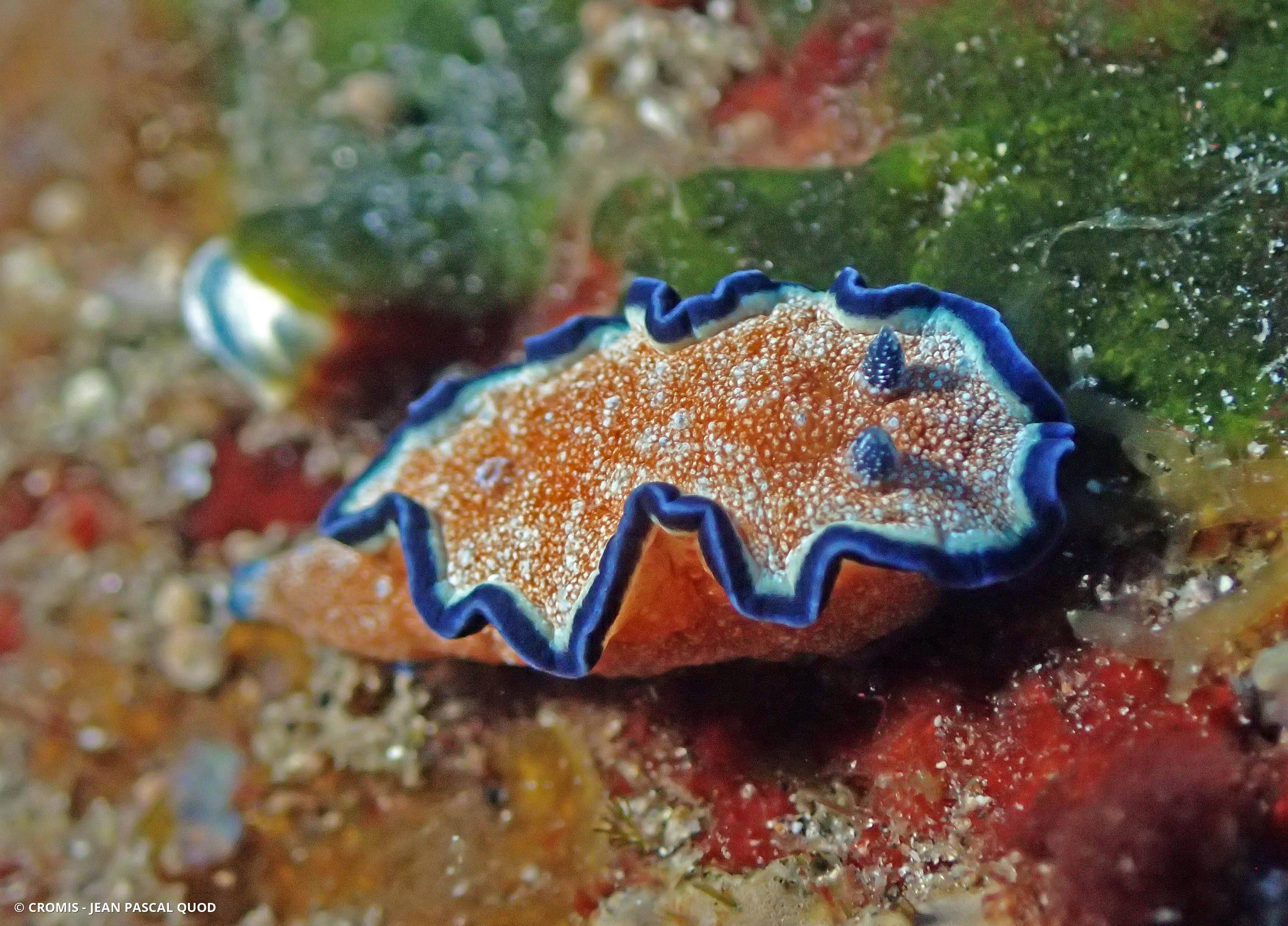 Glossodoris à liseré