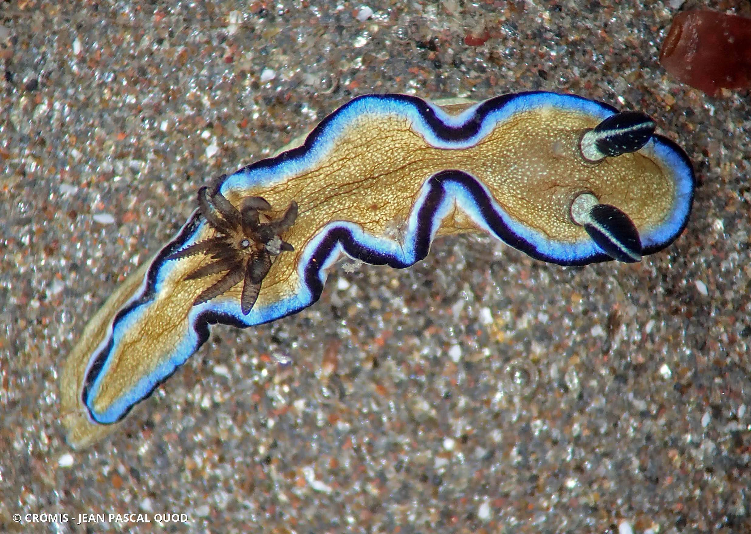 Glossodoris à liseré
