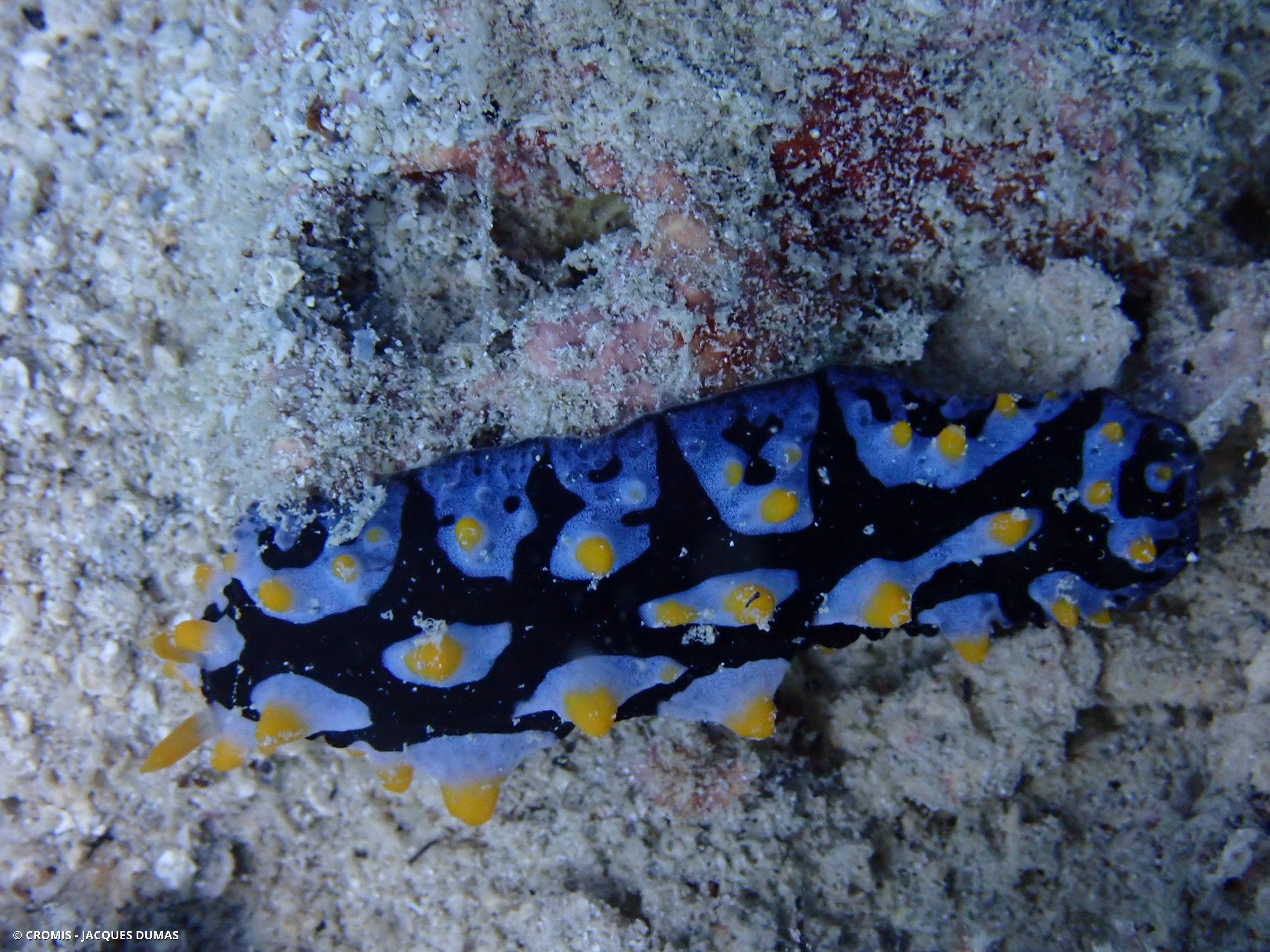 Phyllidie verruqueuse