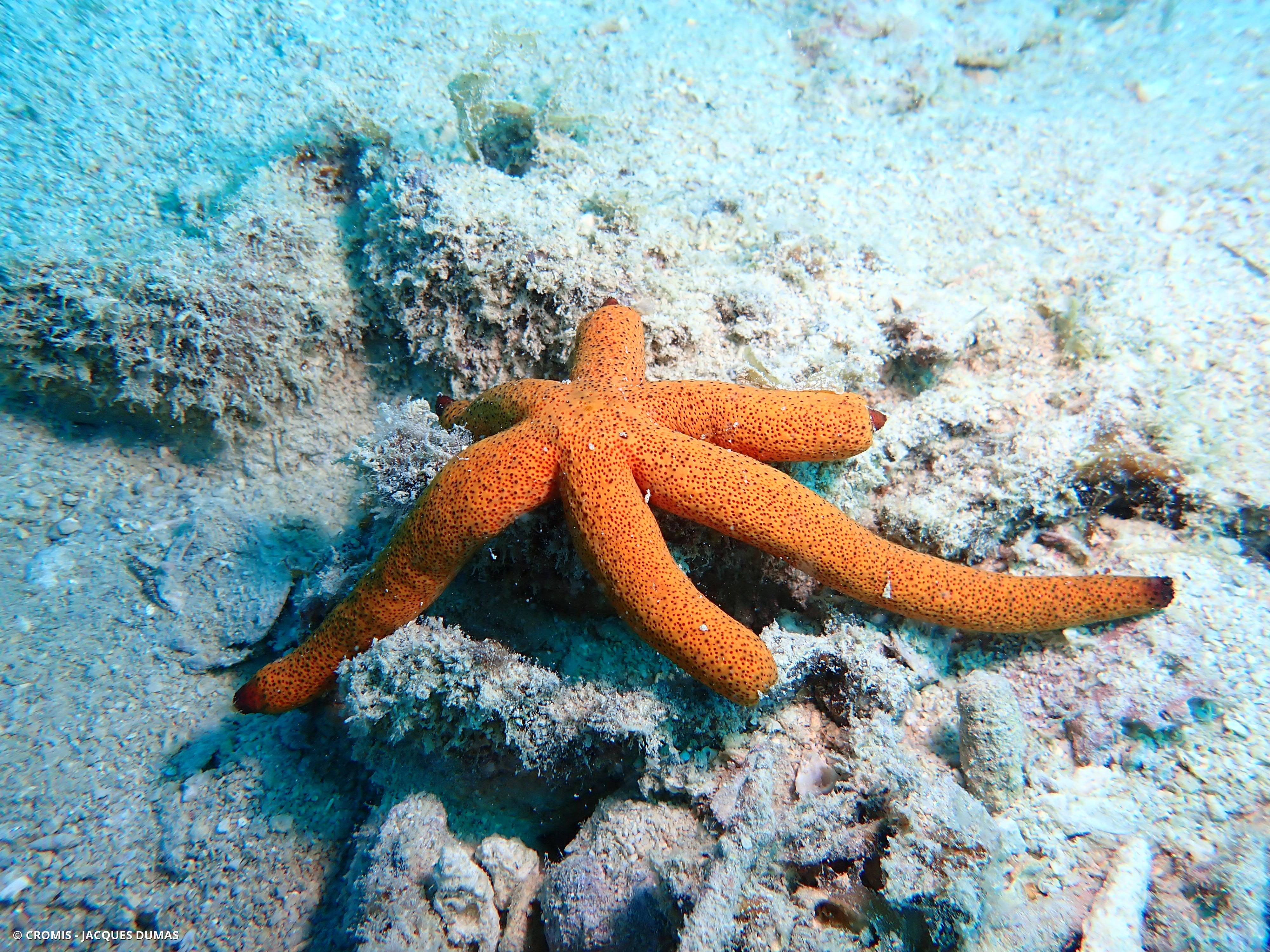 Etoile de mer de Luzon