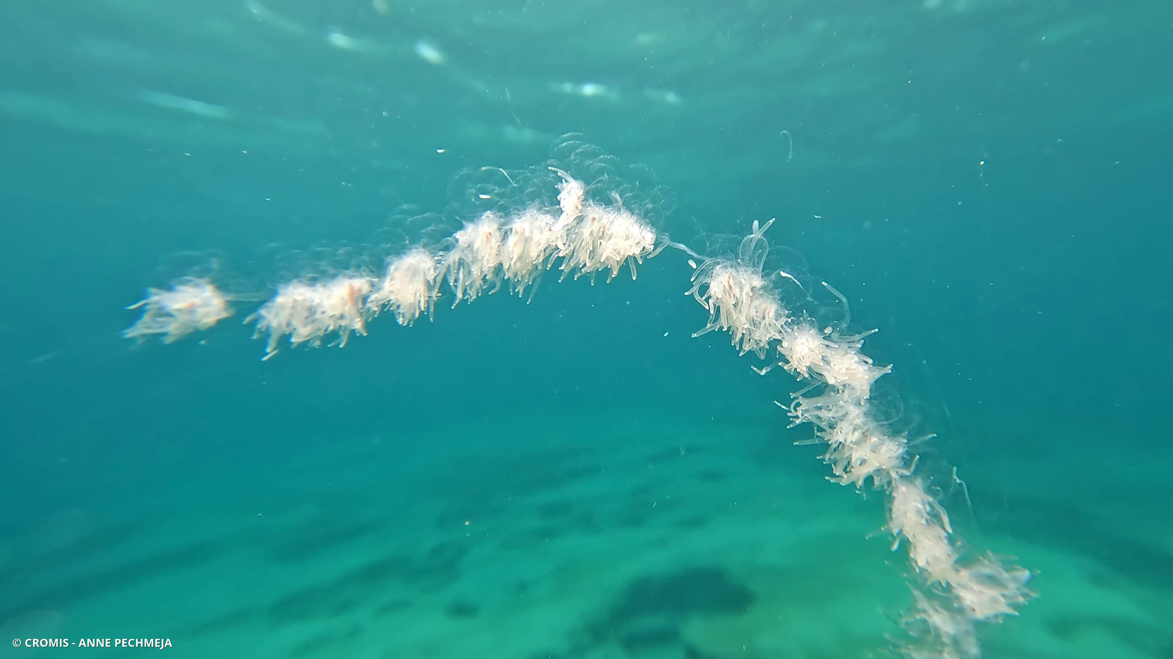 Siphonophore fil de fer