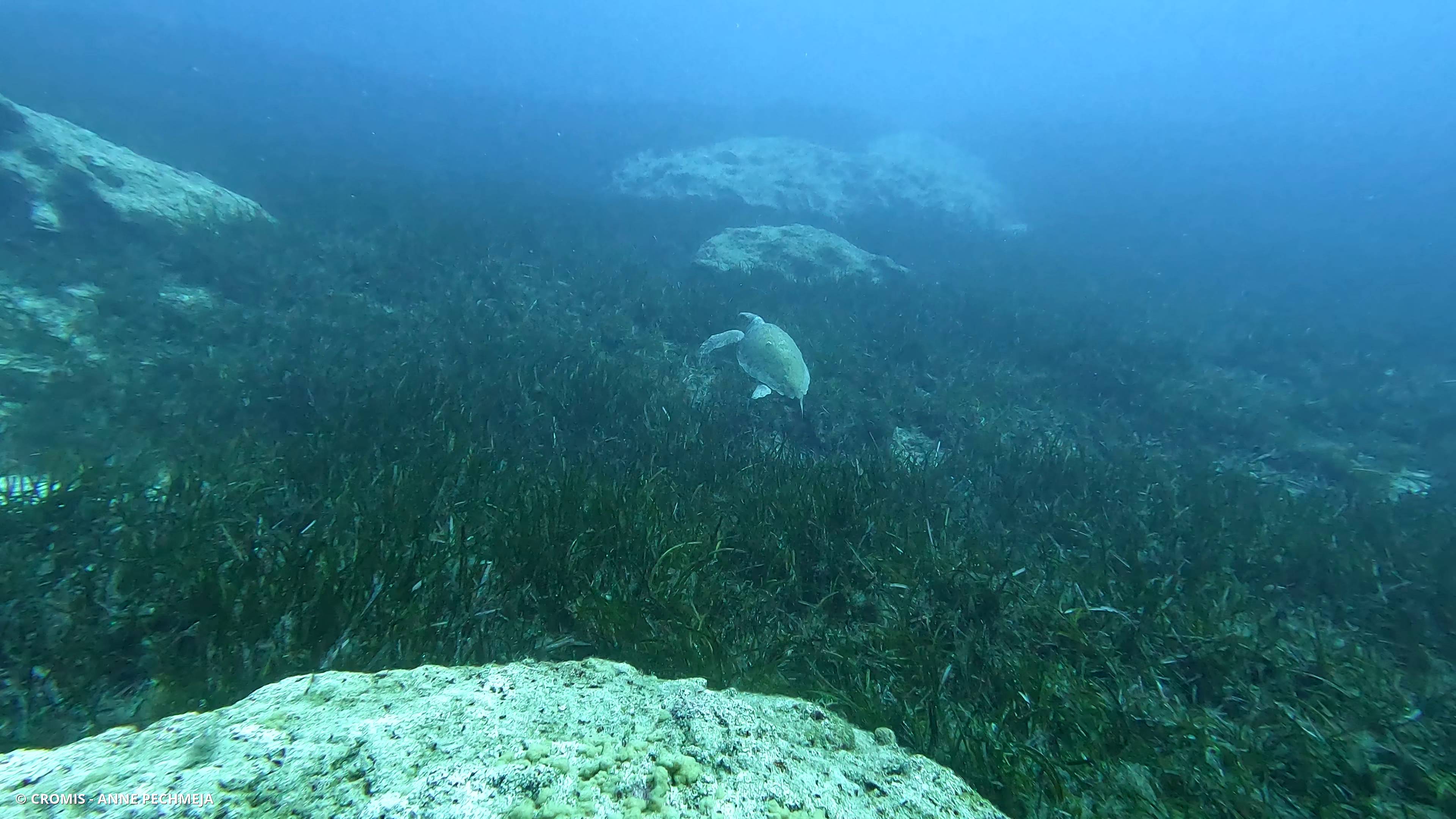 Tortue caouanne