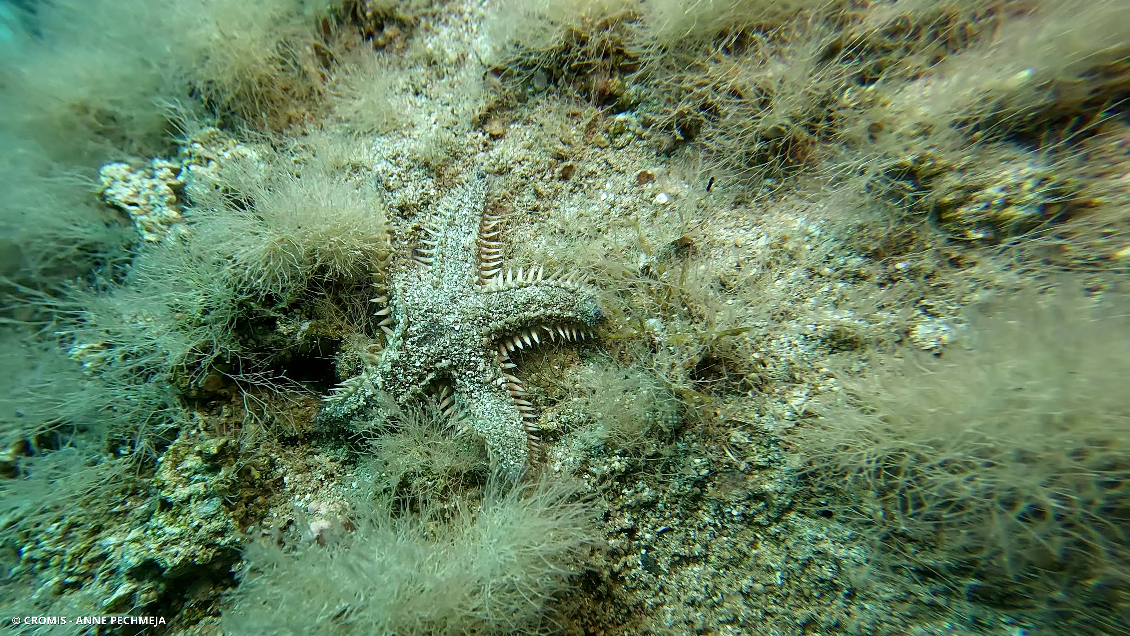 Etoile peigne à piquants plats
