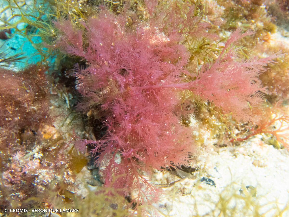 Plume épineuse rouge