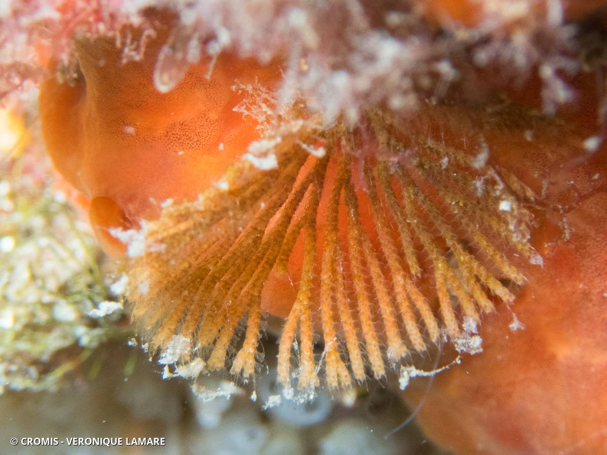 Bryozoaire à fouet