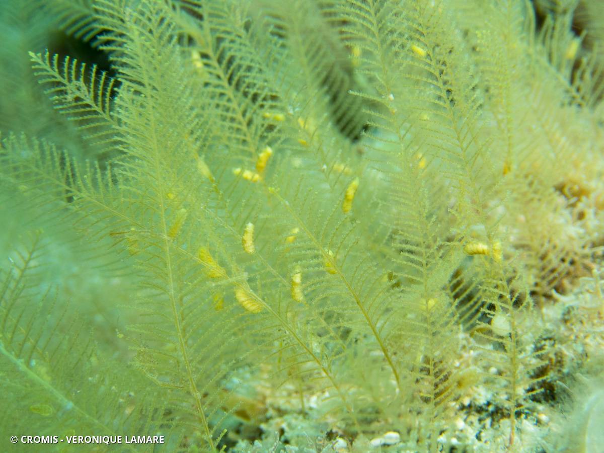 Aglaophénia tubiforme