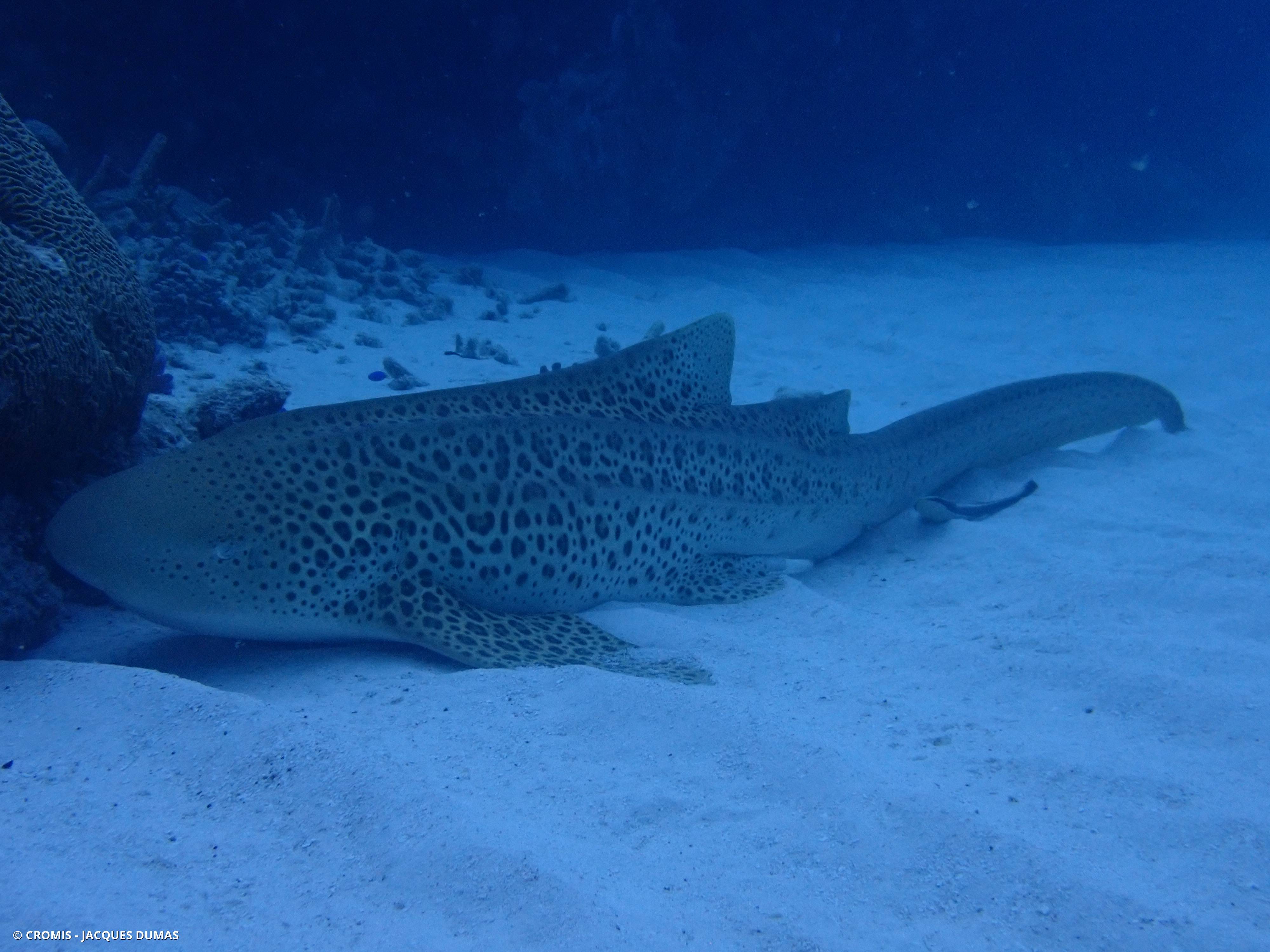 Requin léopard