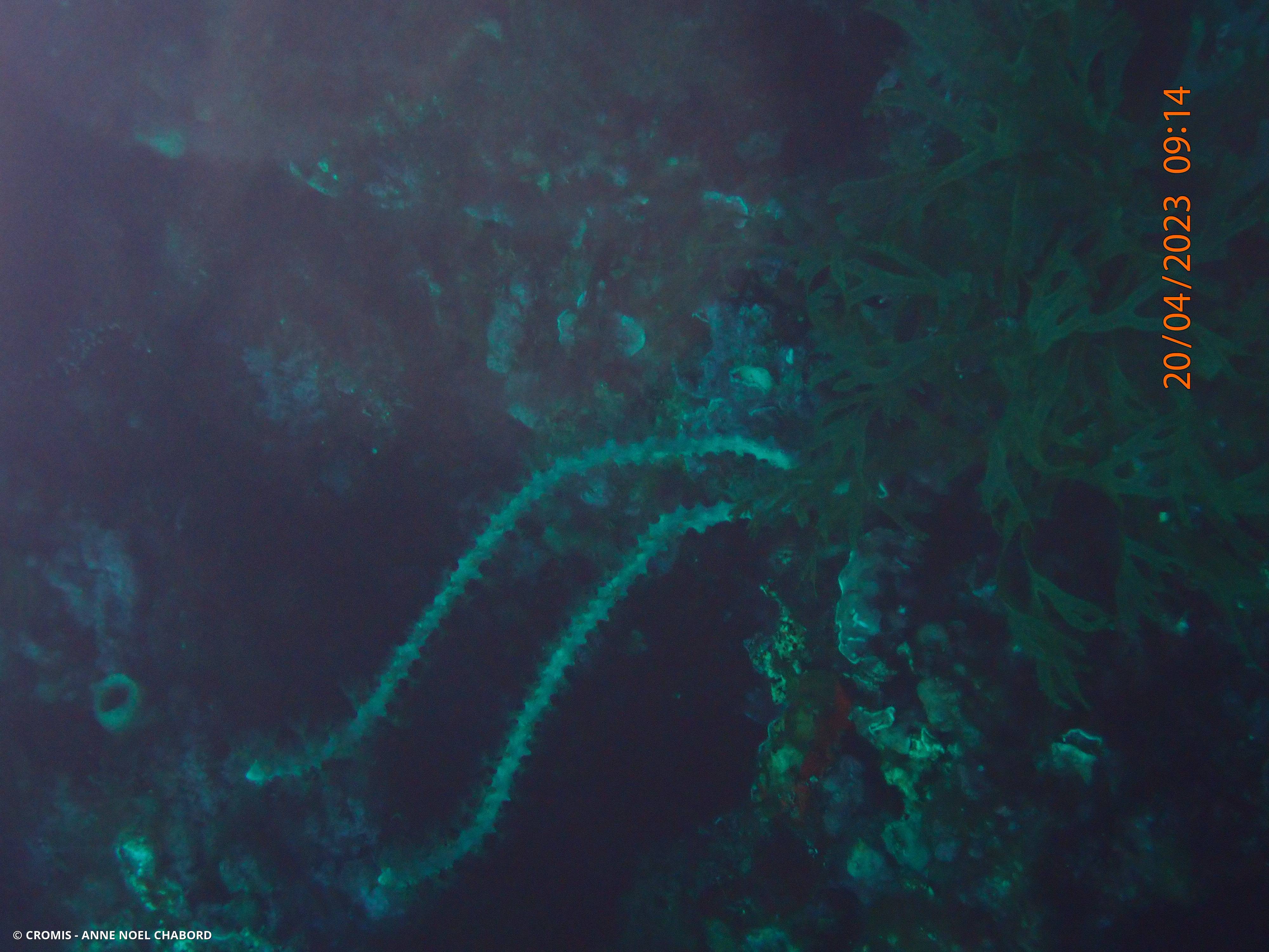 Clione verte