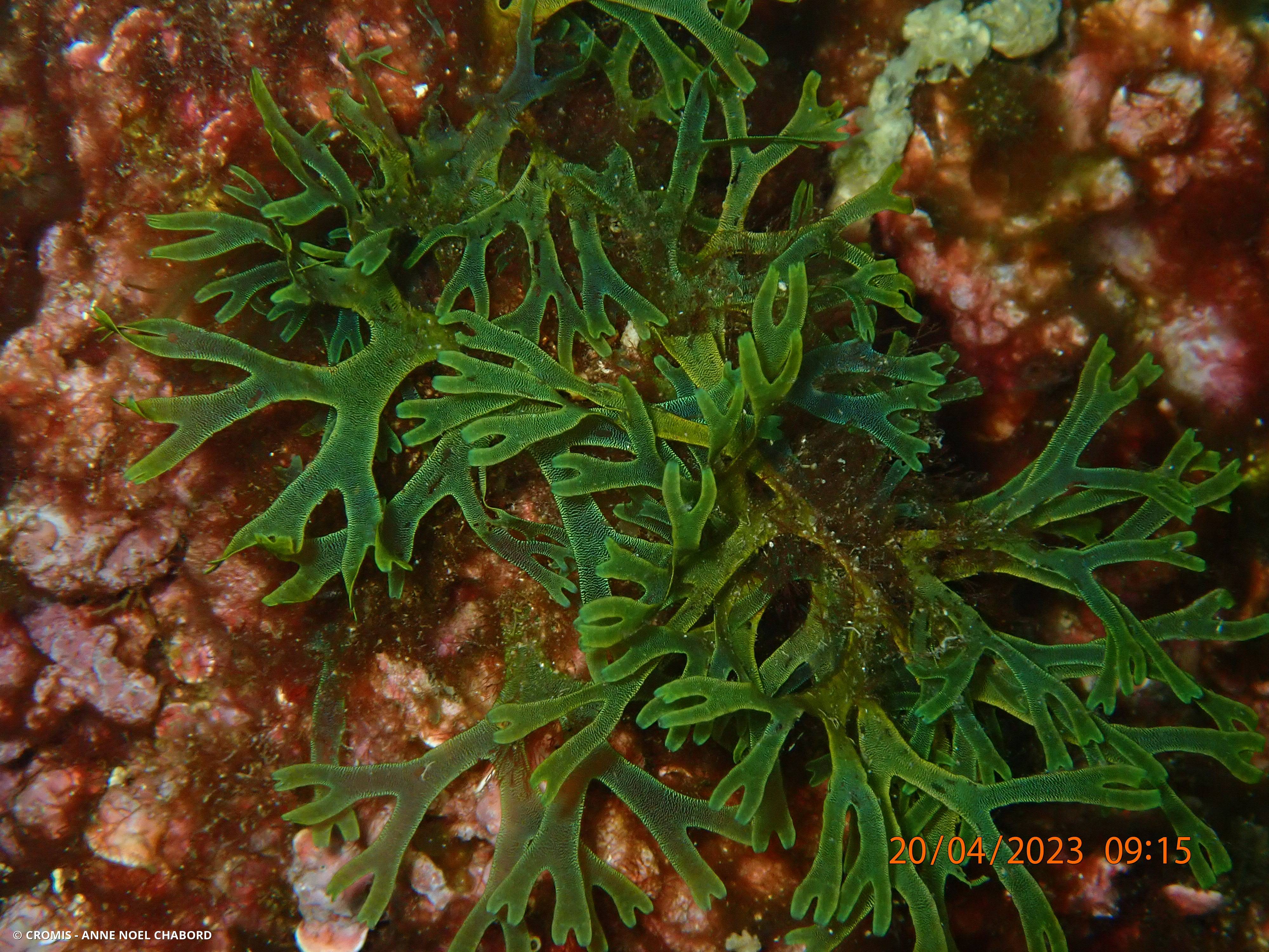 Dictyote