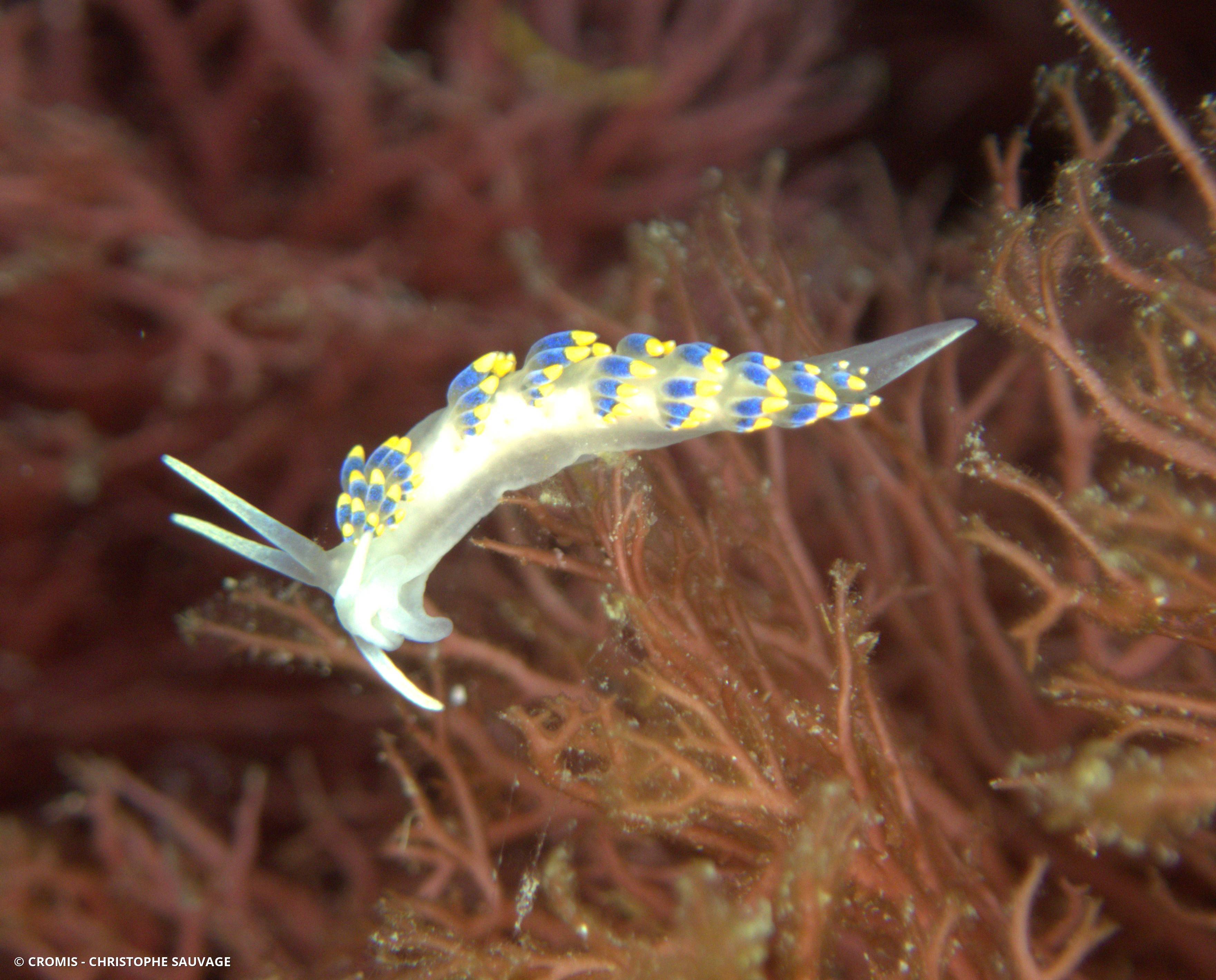 Cuthona bleue