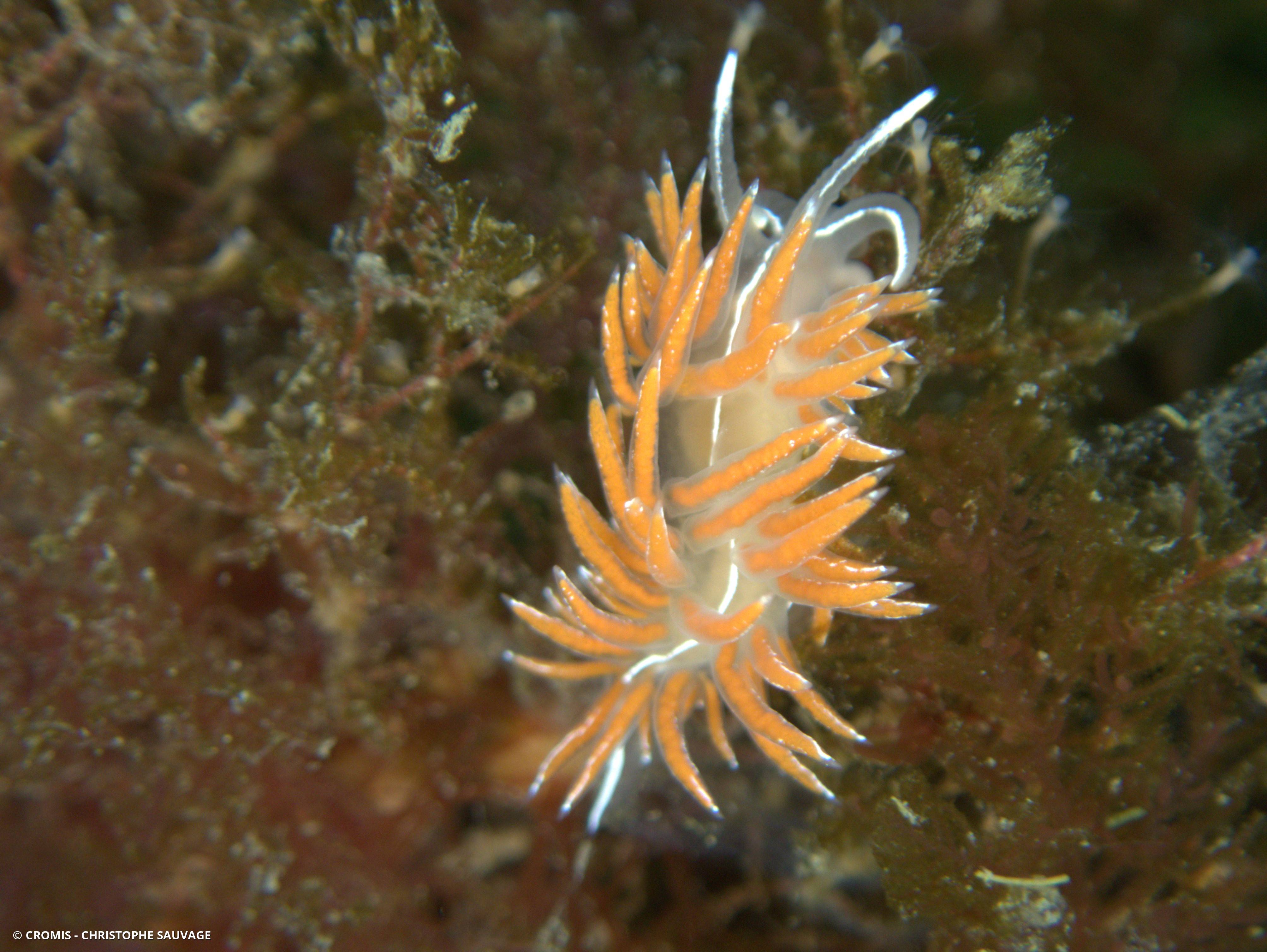 Coryphelle argentée