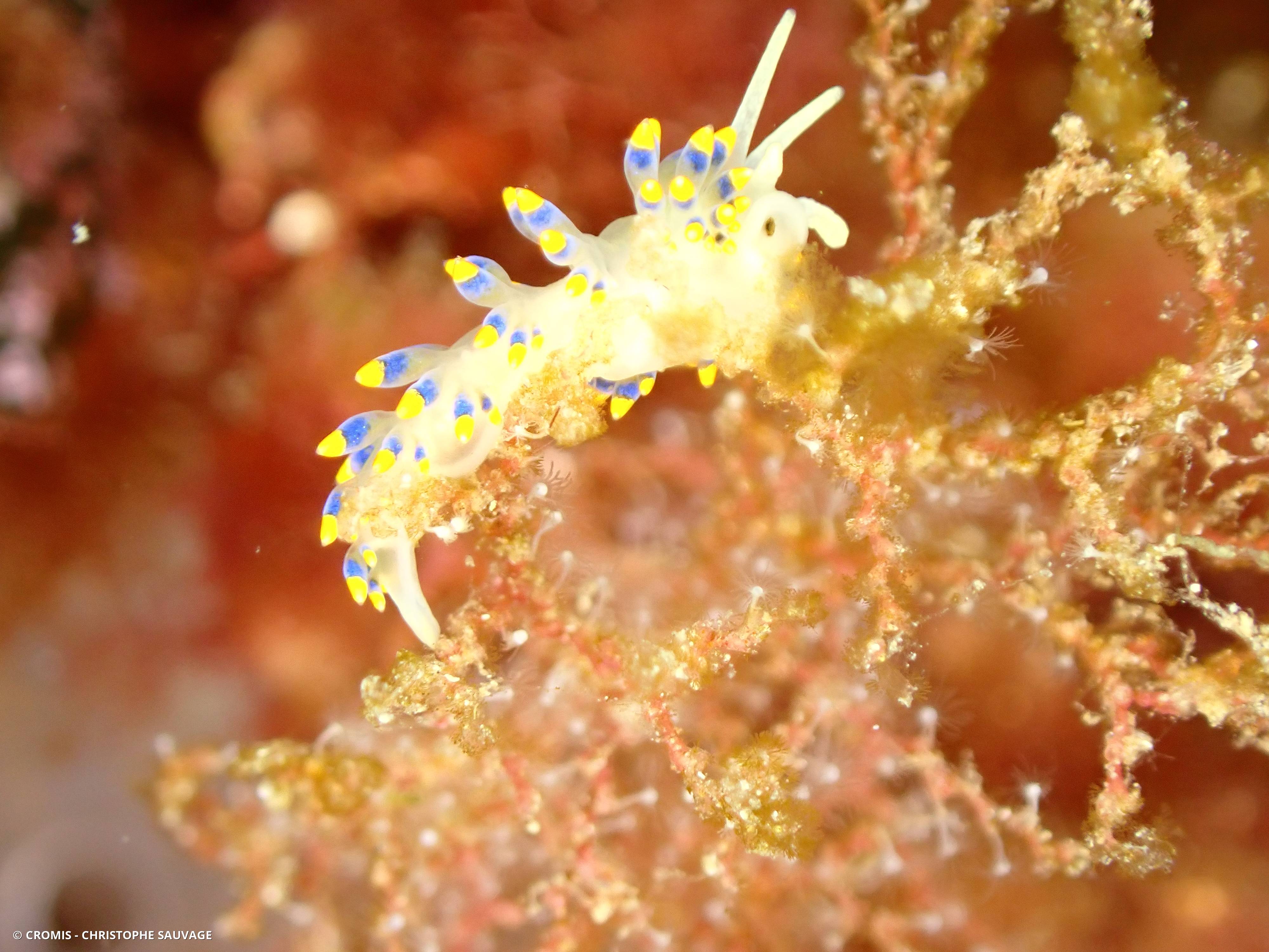 Cuthona bleue