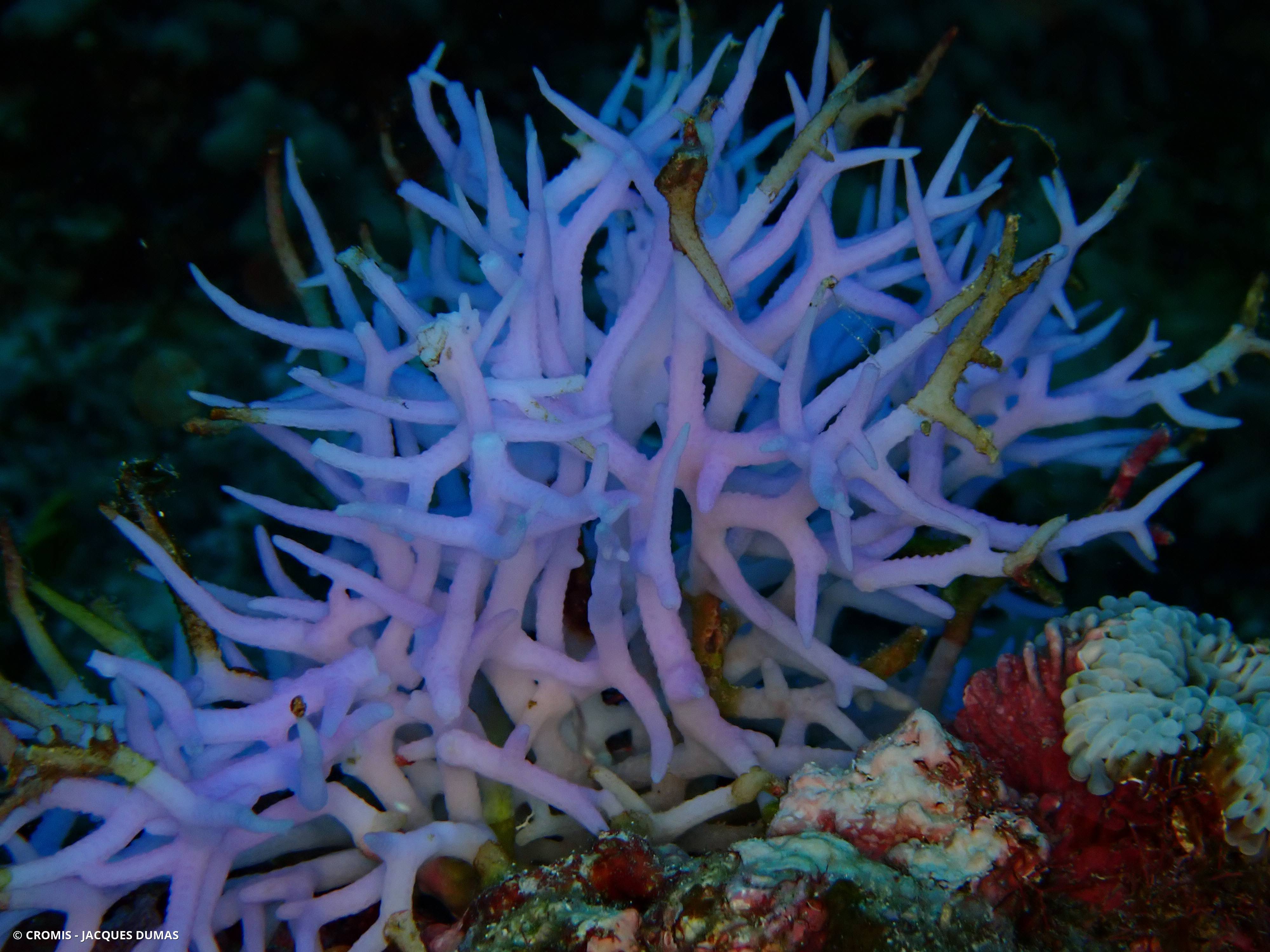 Corail aiguille